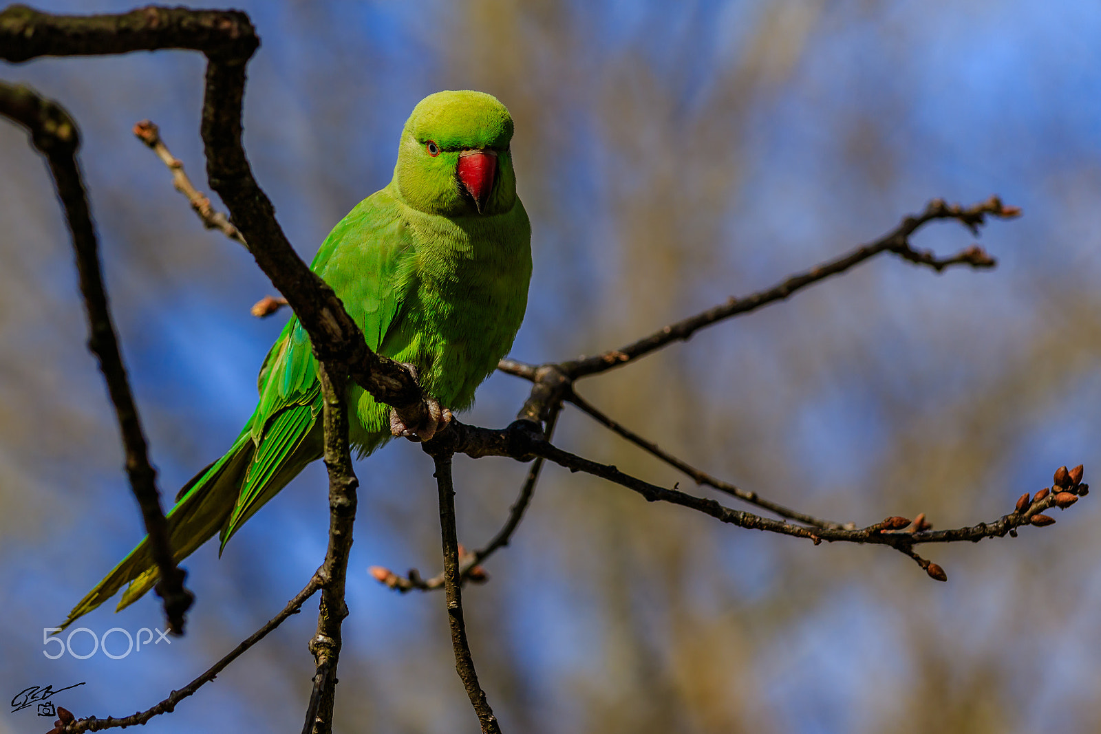 Canon EF 70-200mm F4L IS USM sample photo. Parakeet photography
