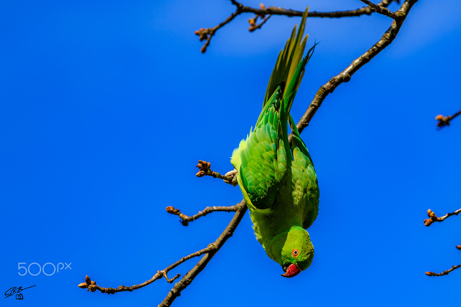 Canon EF 70-200mm F4L IS USM sample photo. Parakeet photography