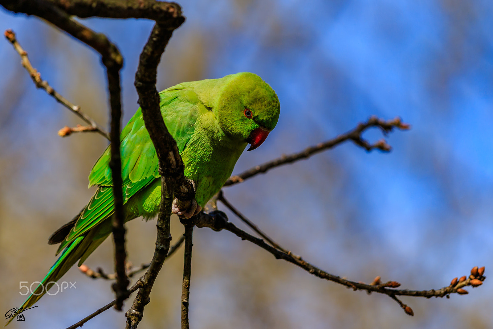 Canon EF 70-200mm F4L IS USM sample photo. Parakeet photography