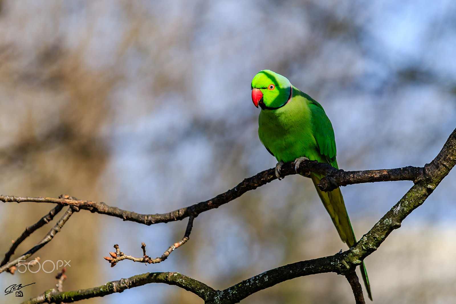 Canon EOS 7D Mark II + Canon EF 70-200mm F4L IS USM sample photo. Parakeet photography