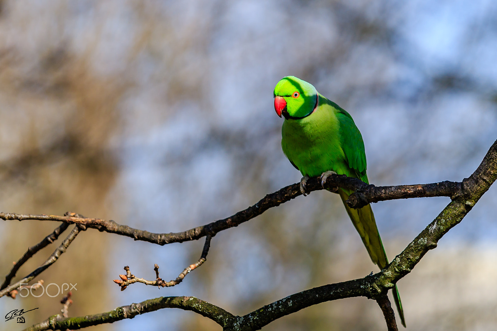 Canon EF 70-200mm F4L IS USM sample photo. Parakeet photography