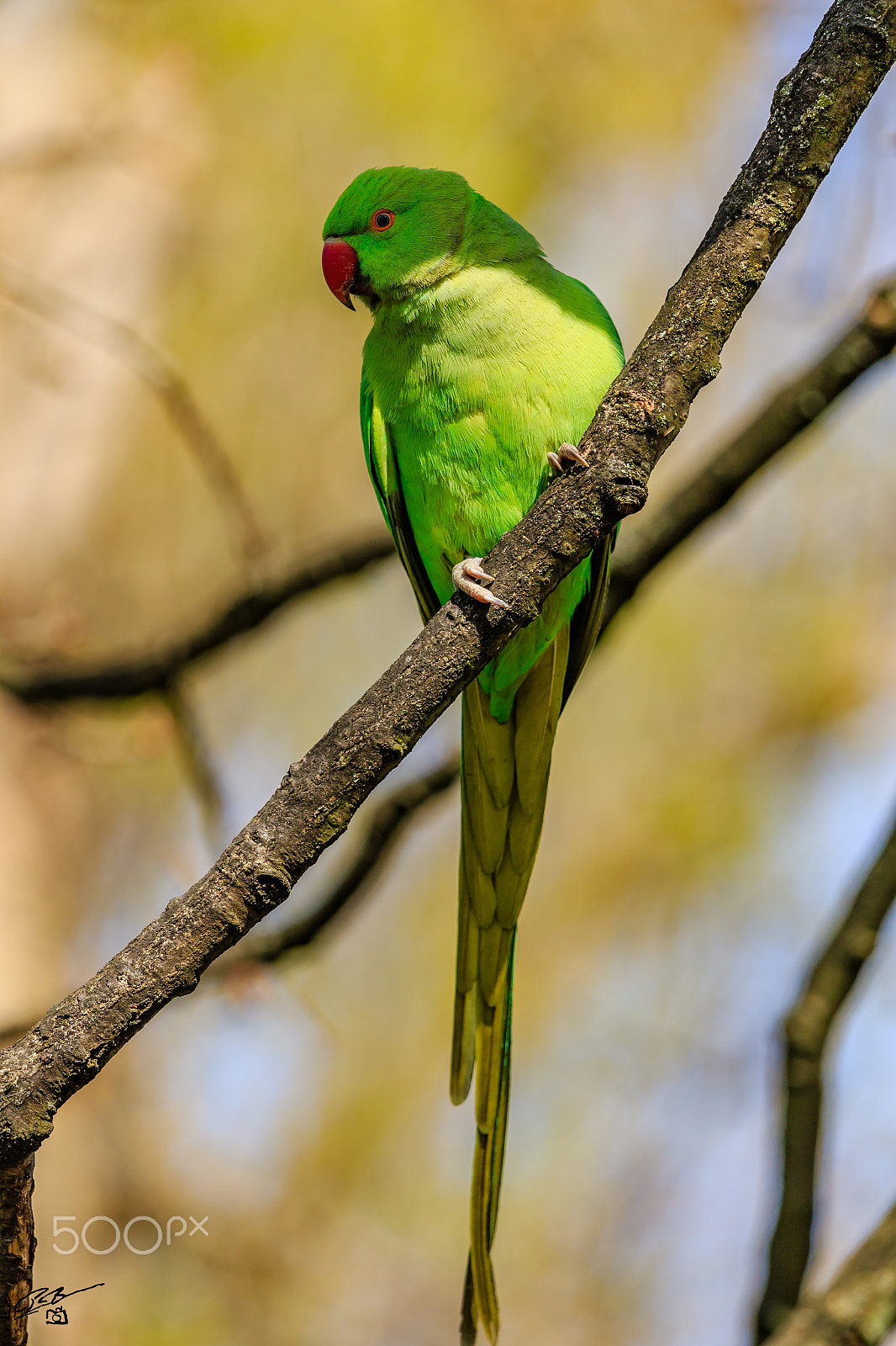 Canon EF 70-200mm F4L IS USM sample photo. Parakeet photography