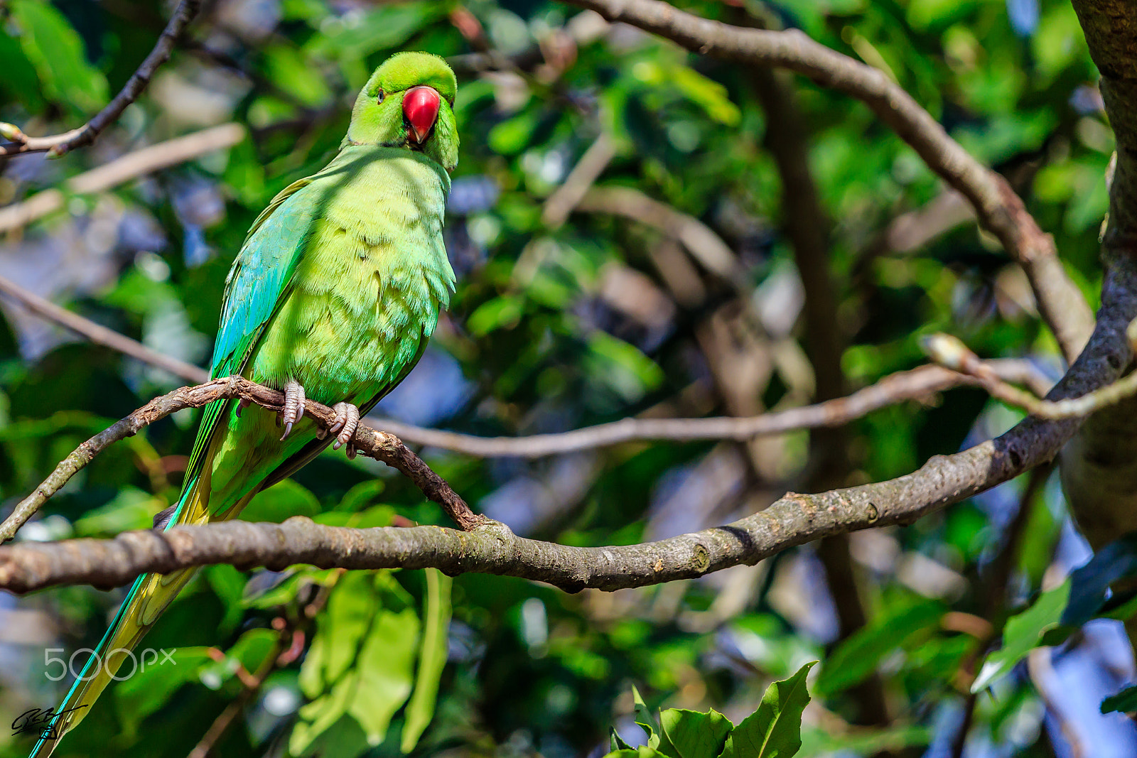 Canon EF 70-200mm F4L IS USM sample photo. Parakeet photography