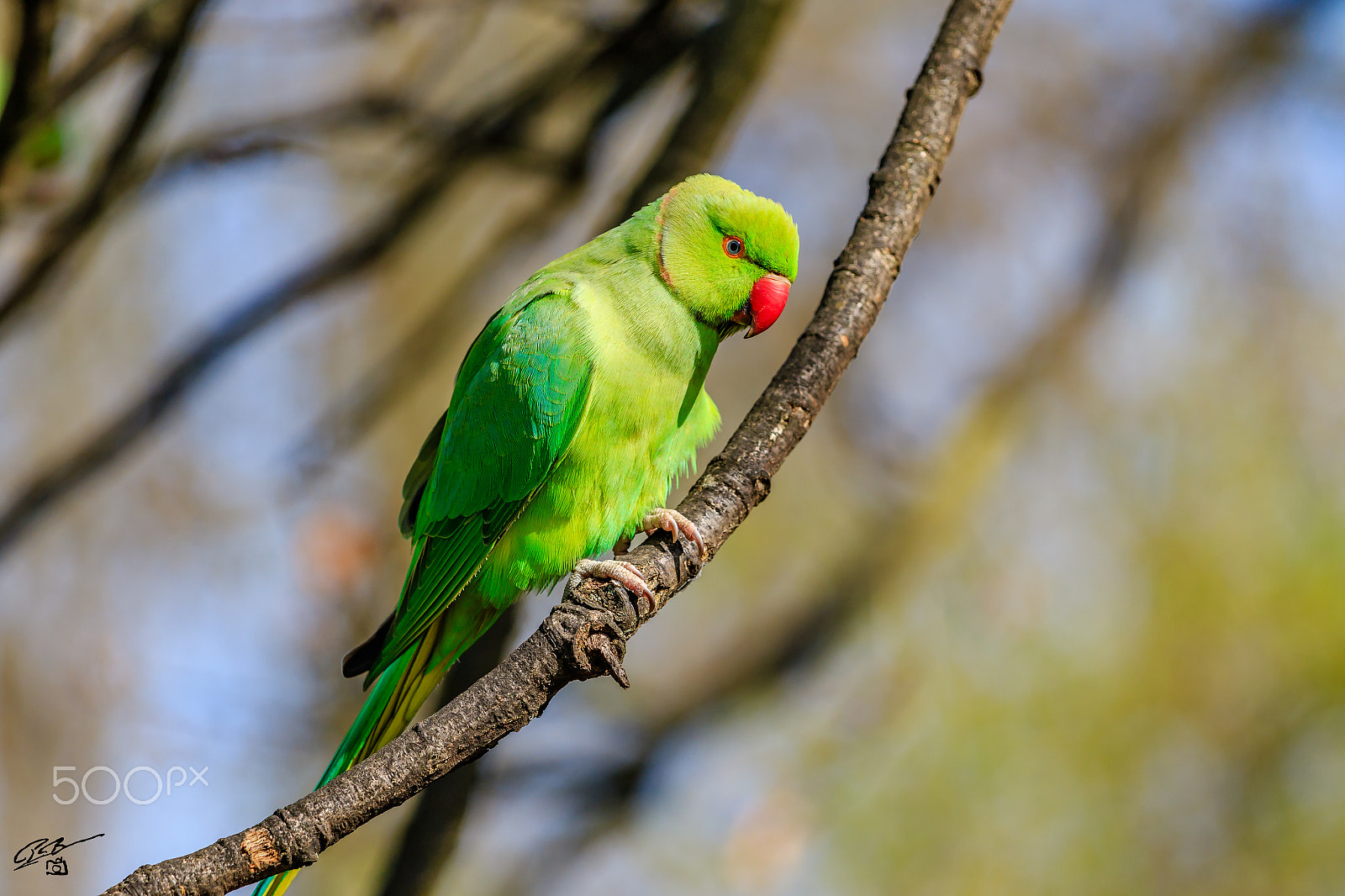 Canon EF 70-200mm F4L IS USM sample photo. Parakeet photography
