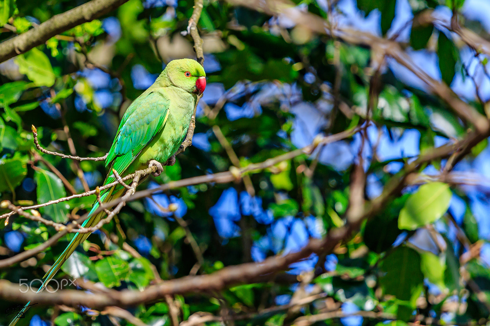 Canon EF 70-200mm F4L IS USM sample photo. Parakeet photography