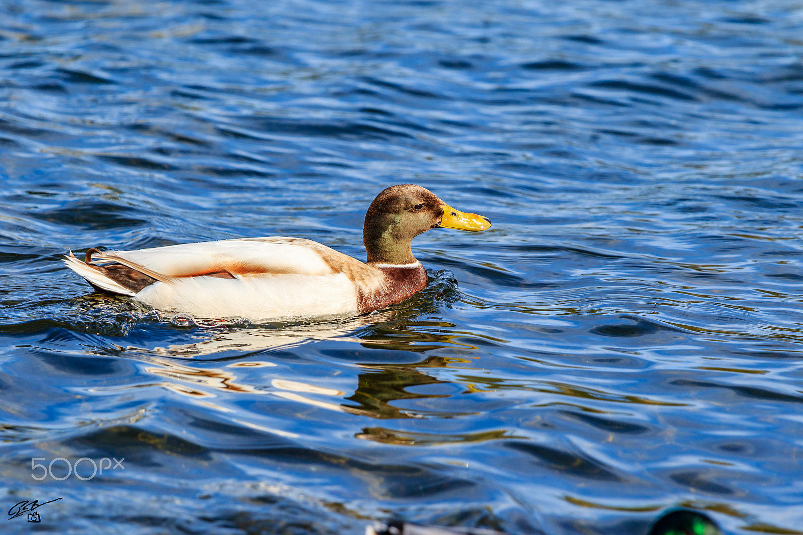 Canon EF 70-200mm F4L IS USM sample photo. Mallard photography