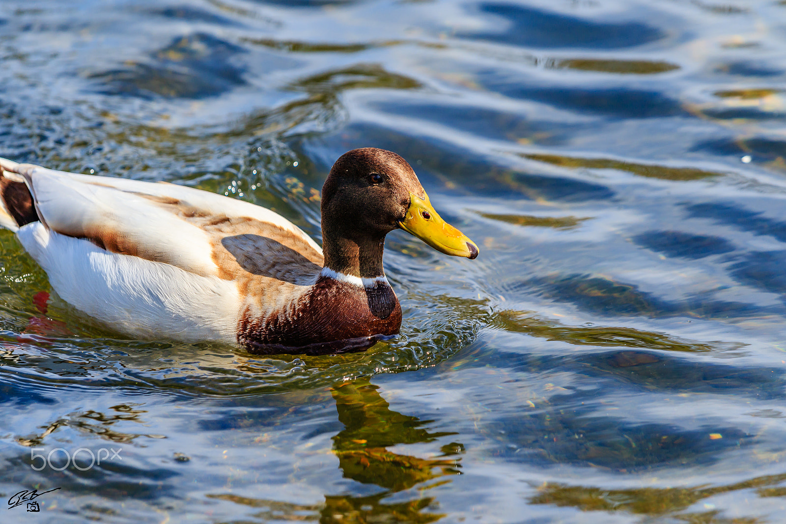 Canon EF 70-200mm F4L IS USM sample photo. Mallard photography