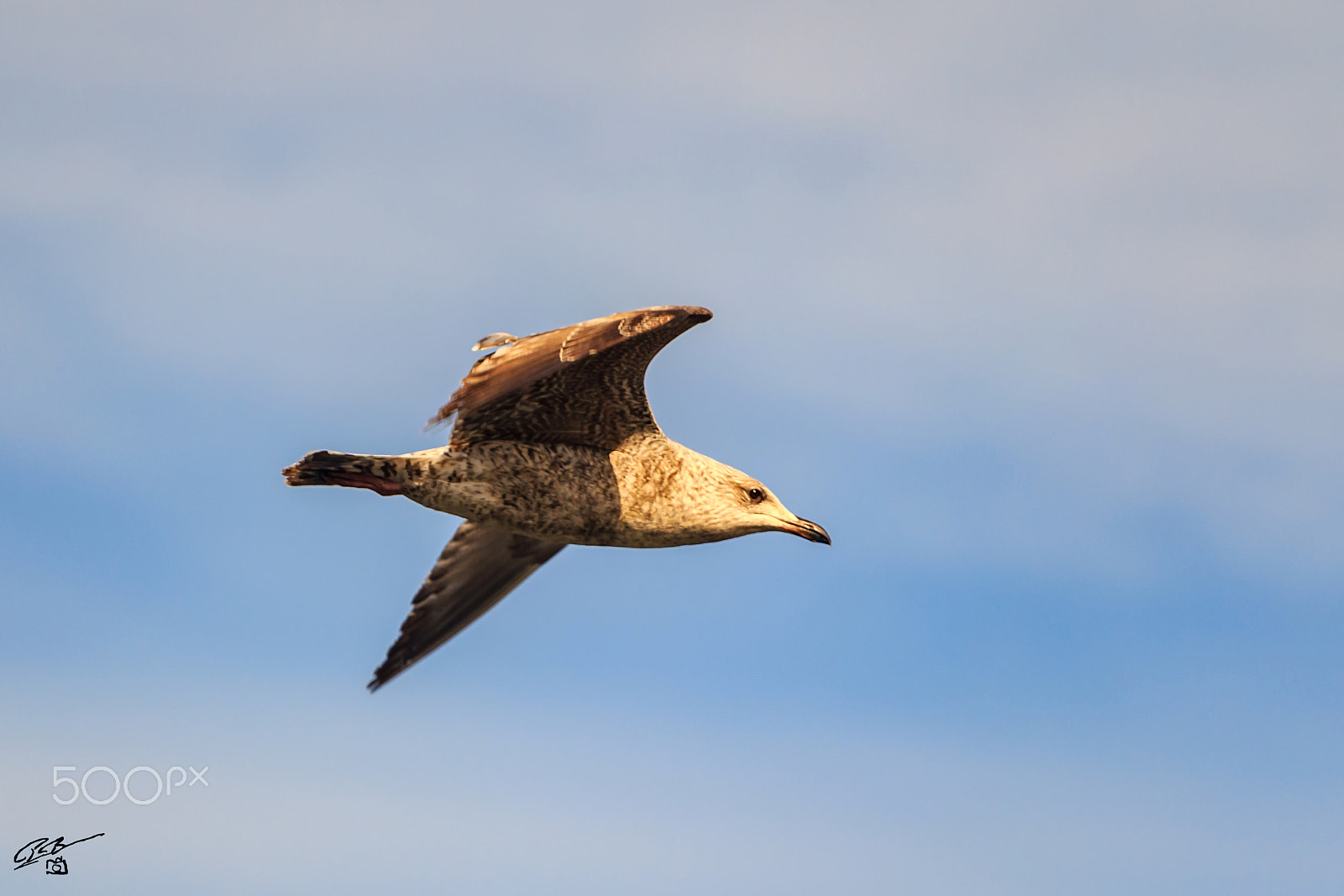 Canon EF 70-200mm F4L IS USM sample photo. Gull flying photography