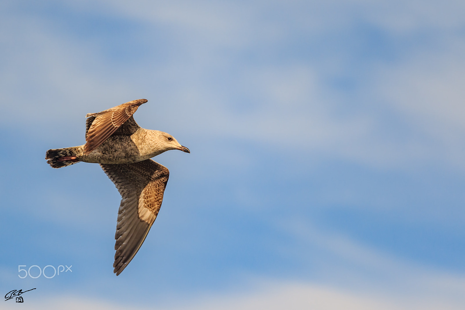 Canon EF 70-200mm F4L IS USM sample photo. Gull flying photography