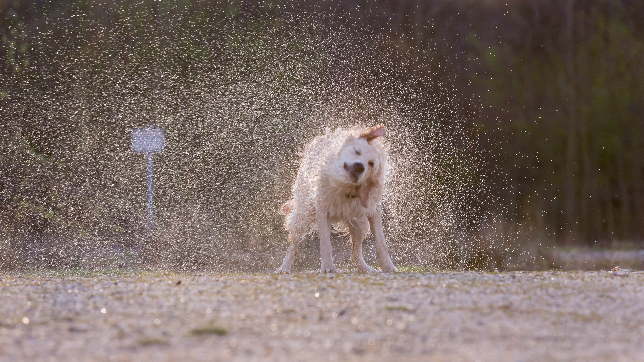 Canon EOS 700D (EOS Rebel T5i / EOS Kiss X7i) + Canon EF 70-200mm F4L IS USM sample photo. The shower   photography