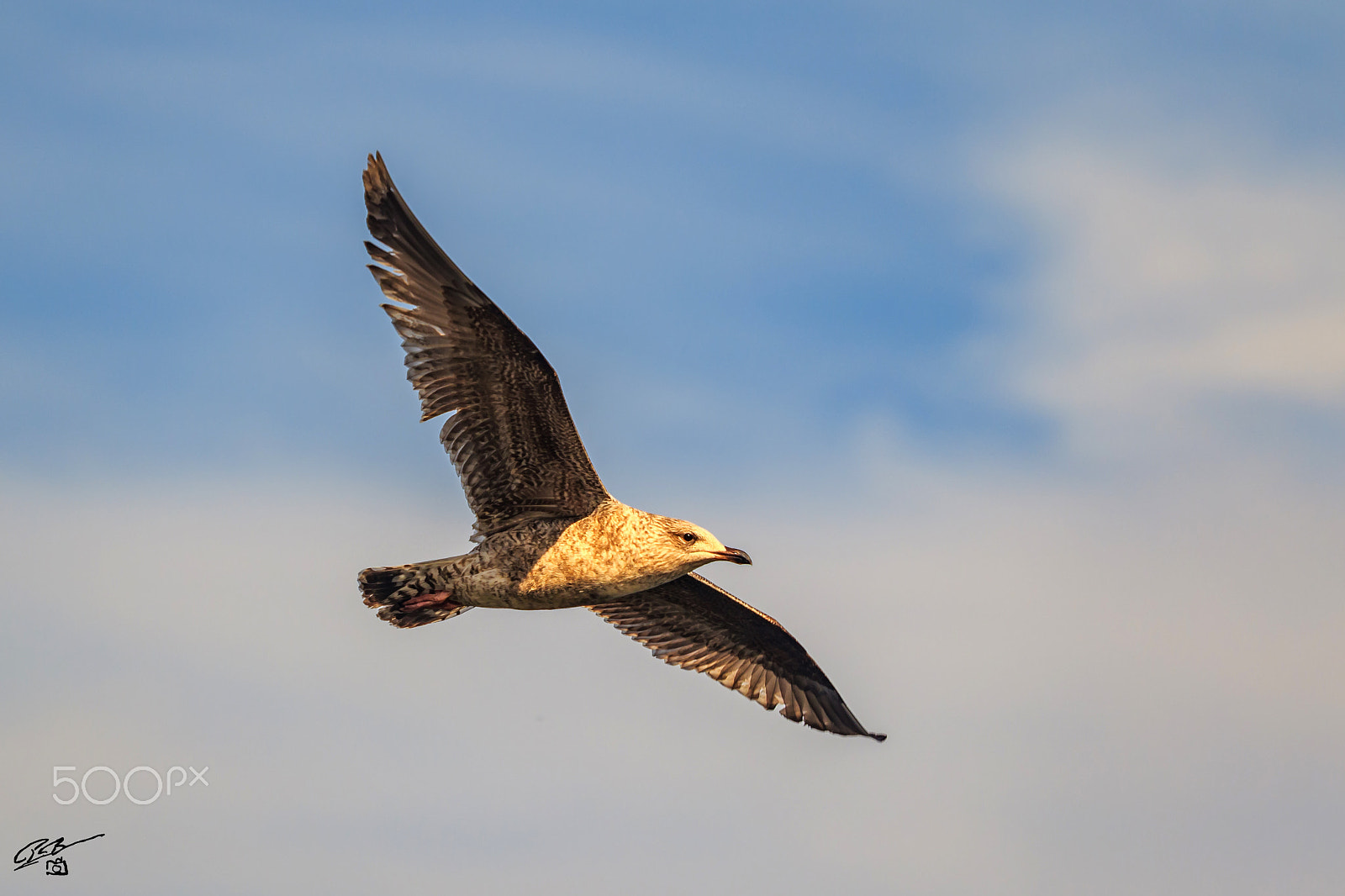 Canon EF 70-200mm F4L IS USM sample photo. Gull flying photography