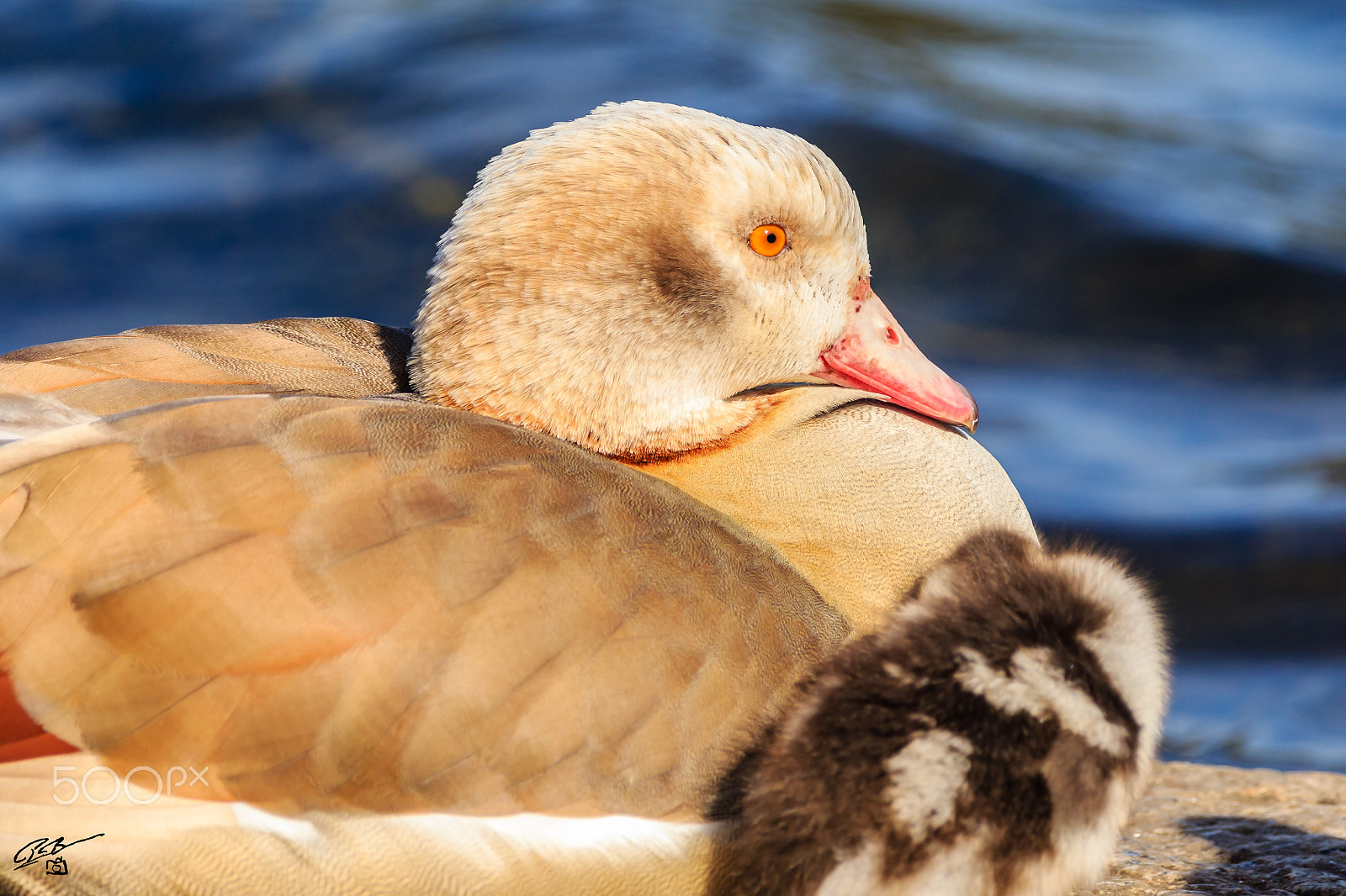 Canon EOS 7D Mark II + Canon EF 70-200mm F4L IS USM sample photo. Egyptian goose photography