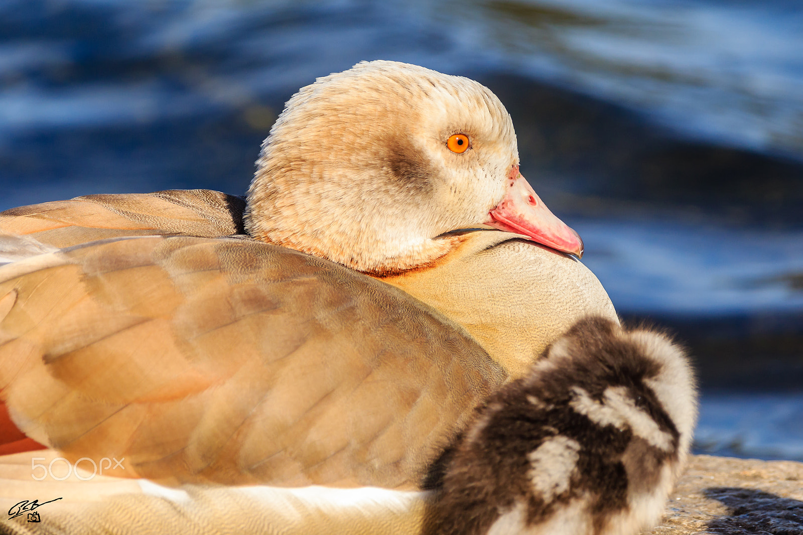 Canon EF 70-200mm F4L IS USM sample photo. Egyptian goose photography