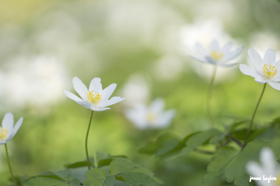 Canon EF 100mm F2.8L Macro IS USM sample photo. Spring time photography