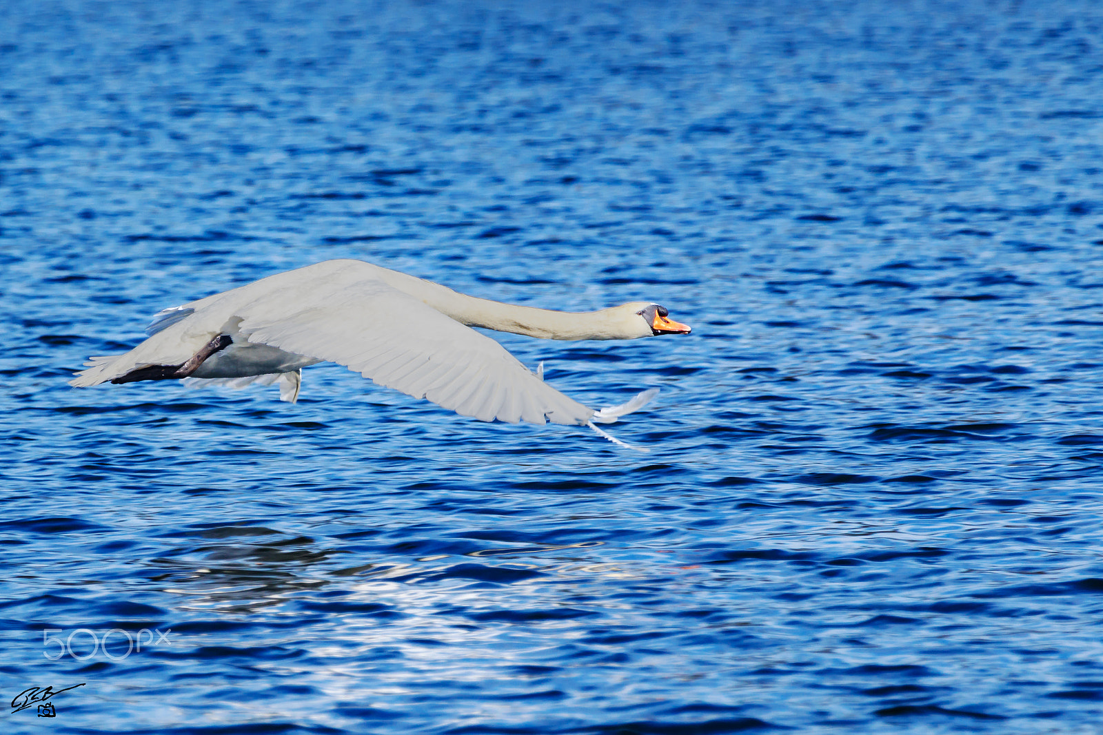 Canon EF 70-200mm F4L IS USM sample photo. Swan photography