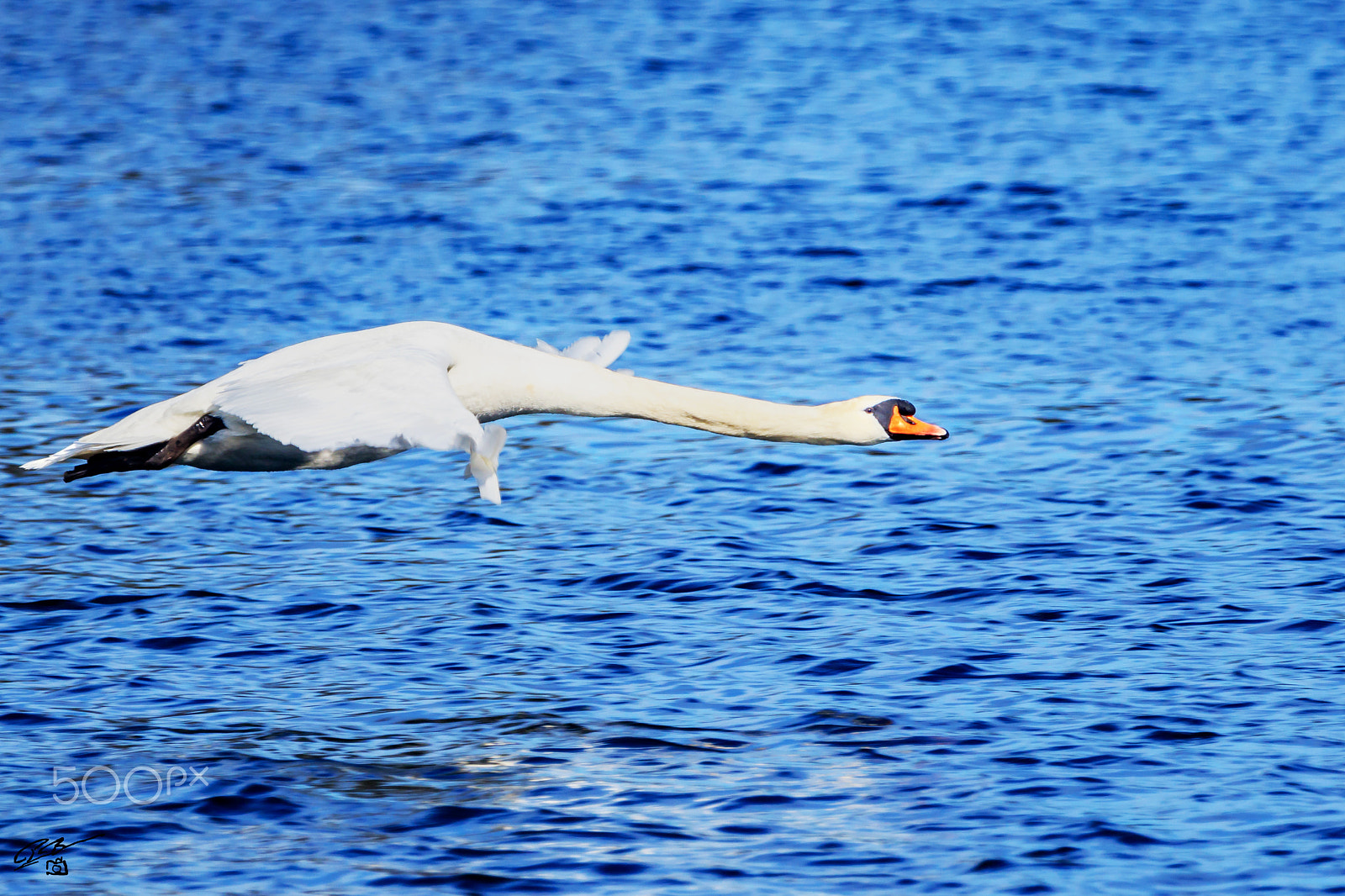 Canon EF 70-200mm F4L IS USM sample photo. Swan photography