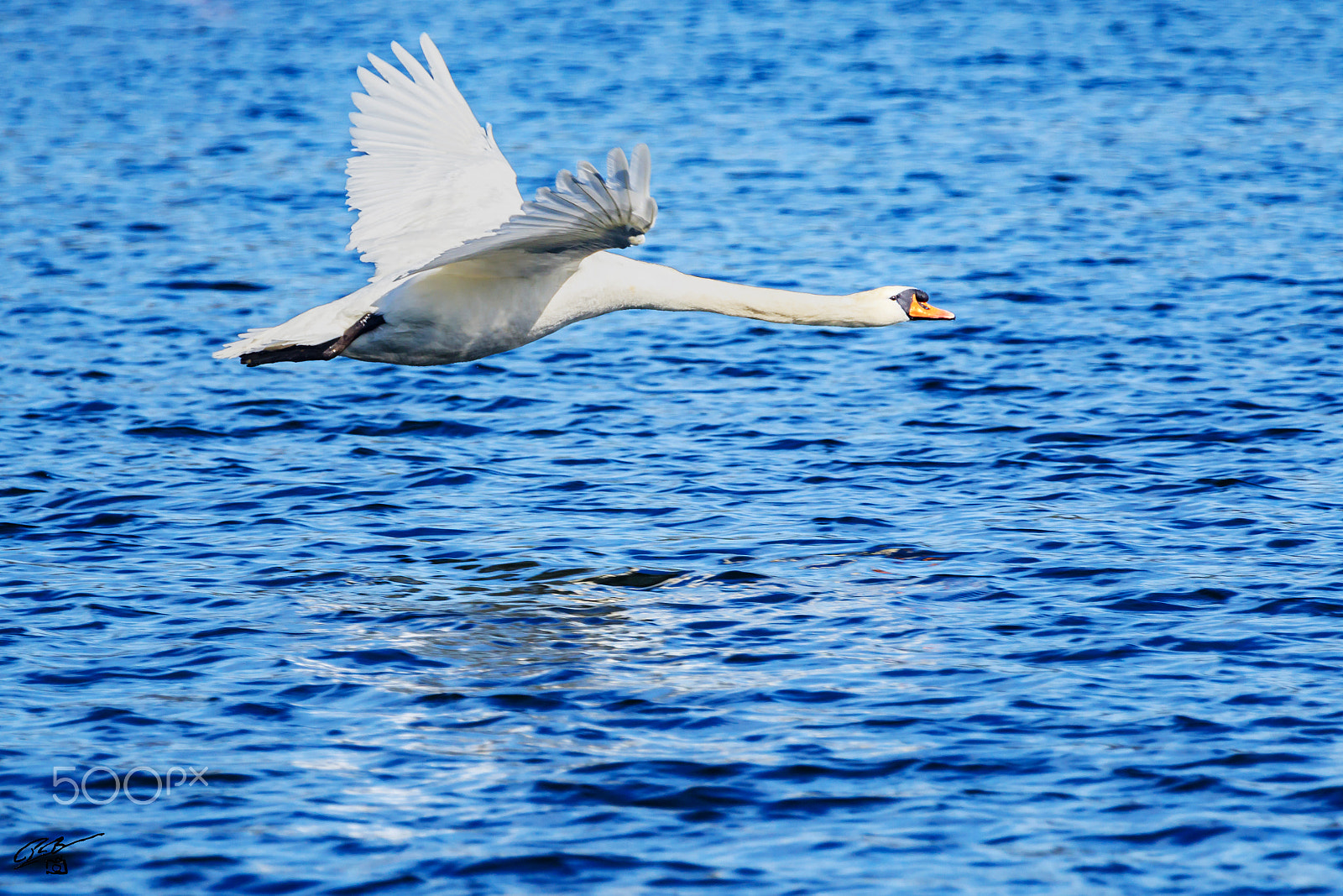 Canon EF 70-200mm F4L IS USM sample photo. Swan photography