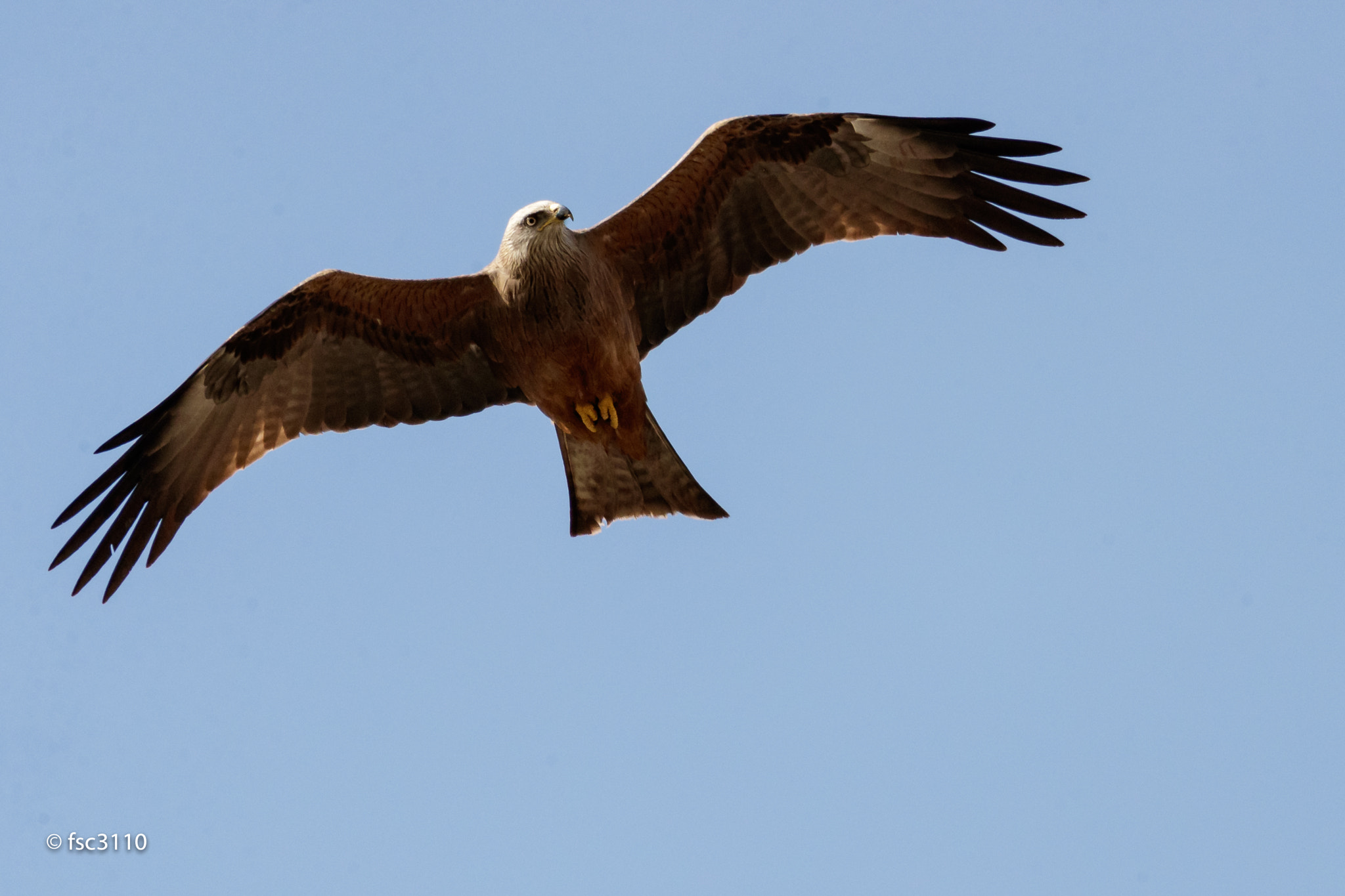 Canon EF 500mm F4L IS II USM sample photo. Black kite in flight photography