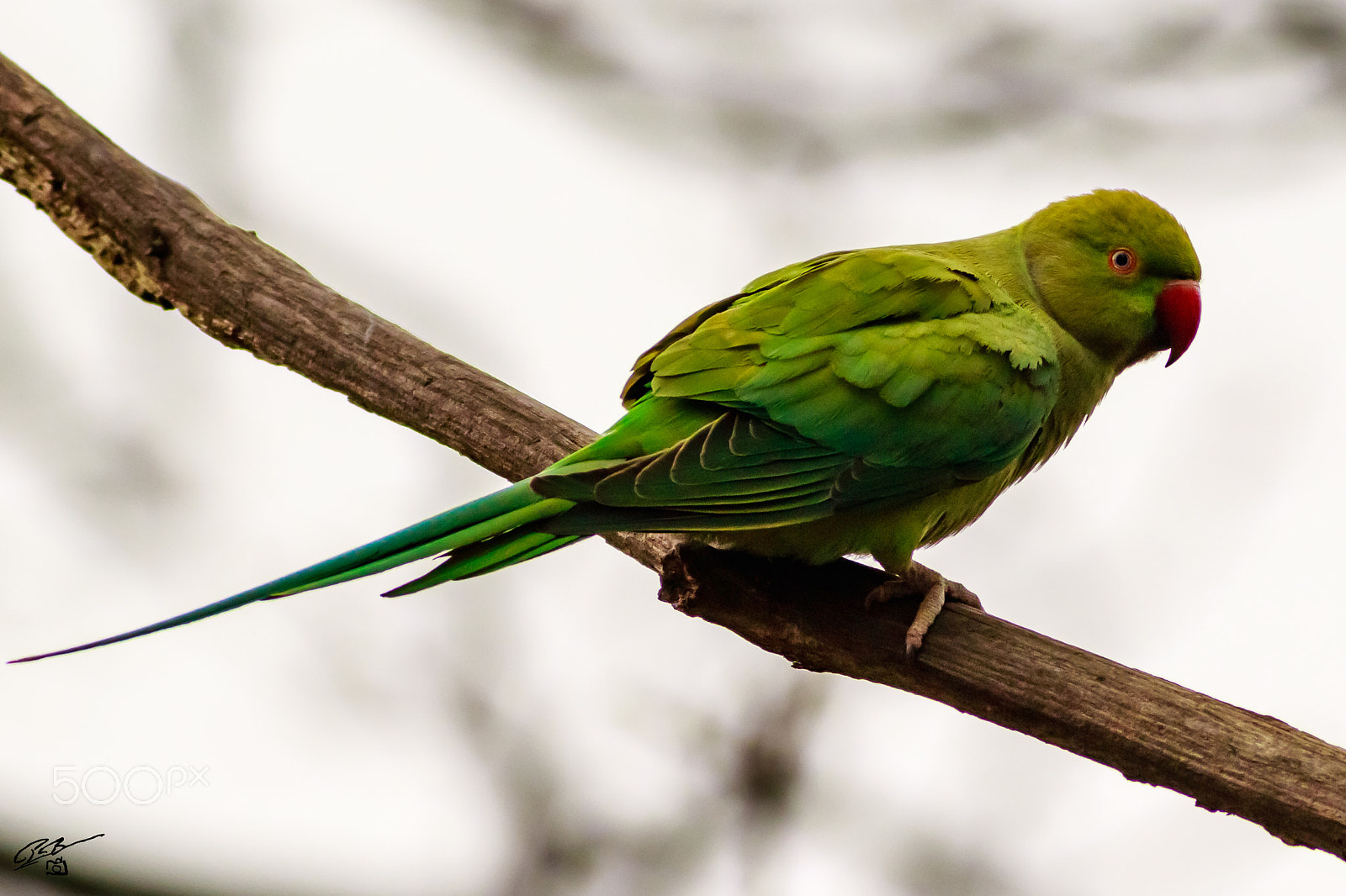 Canon EF 400mm F5.6L USM sample photo. Parakeet photography