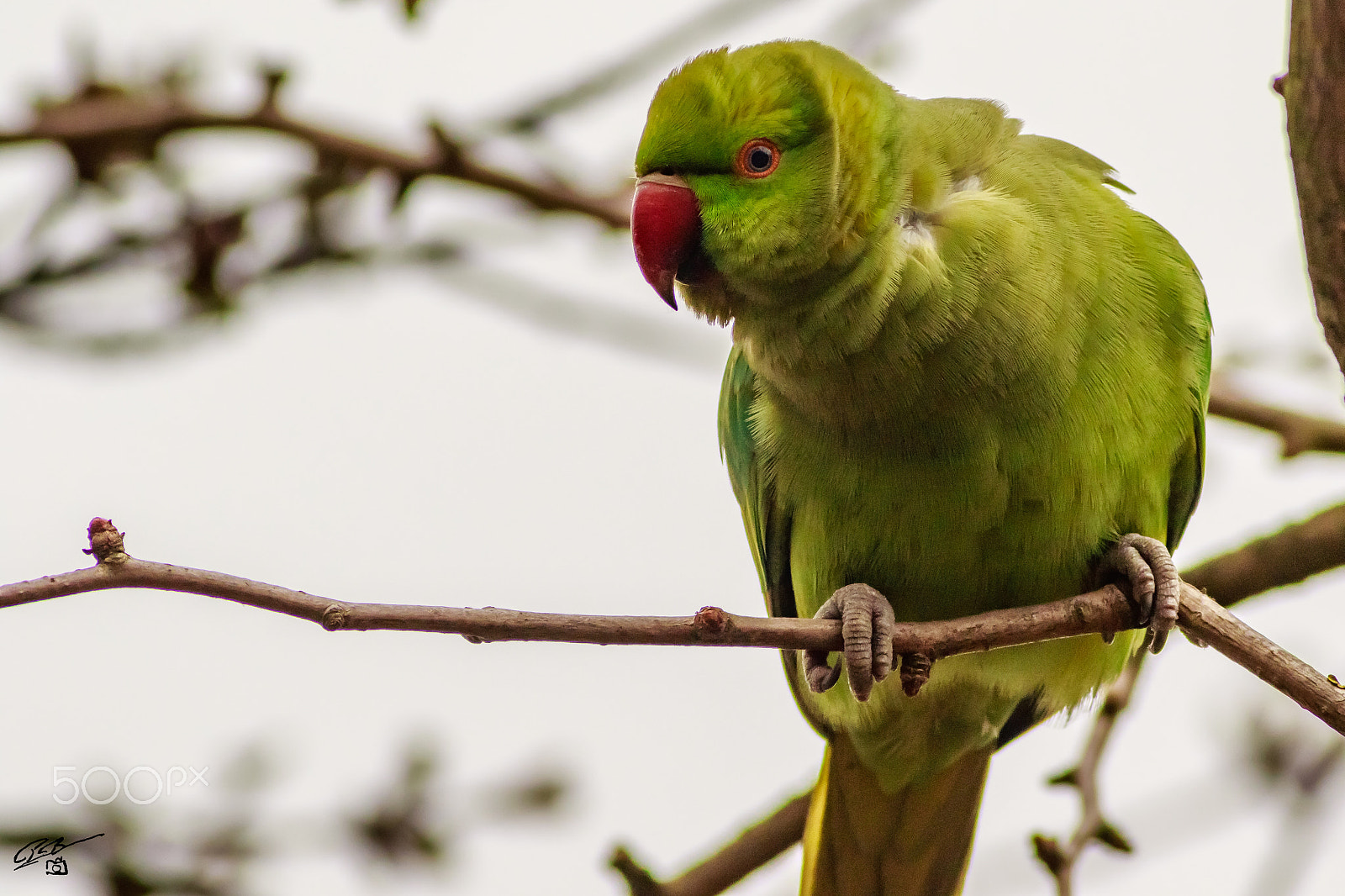 Canon EF 400mm F5.6L USM sample photo. Parakeet photography