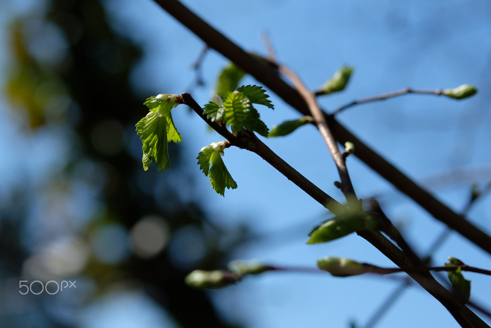 Fujifilm X-T2 sample photo. Blätter im frühling photography