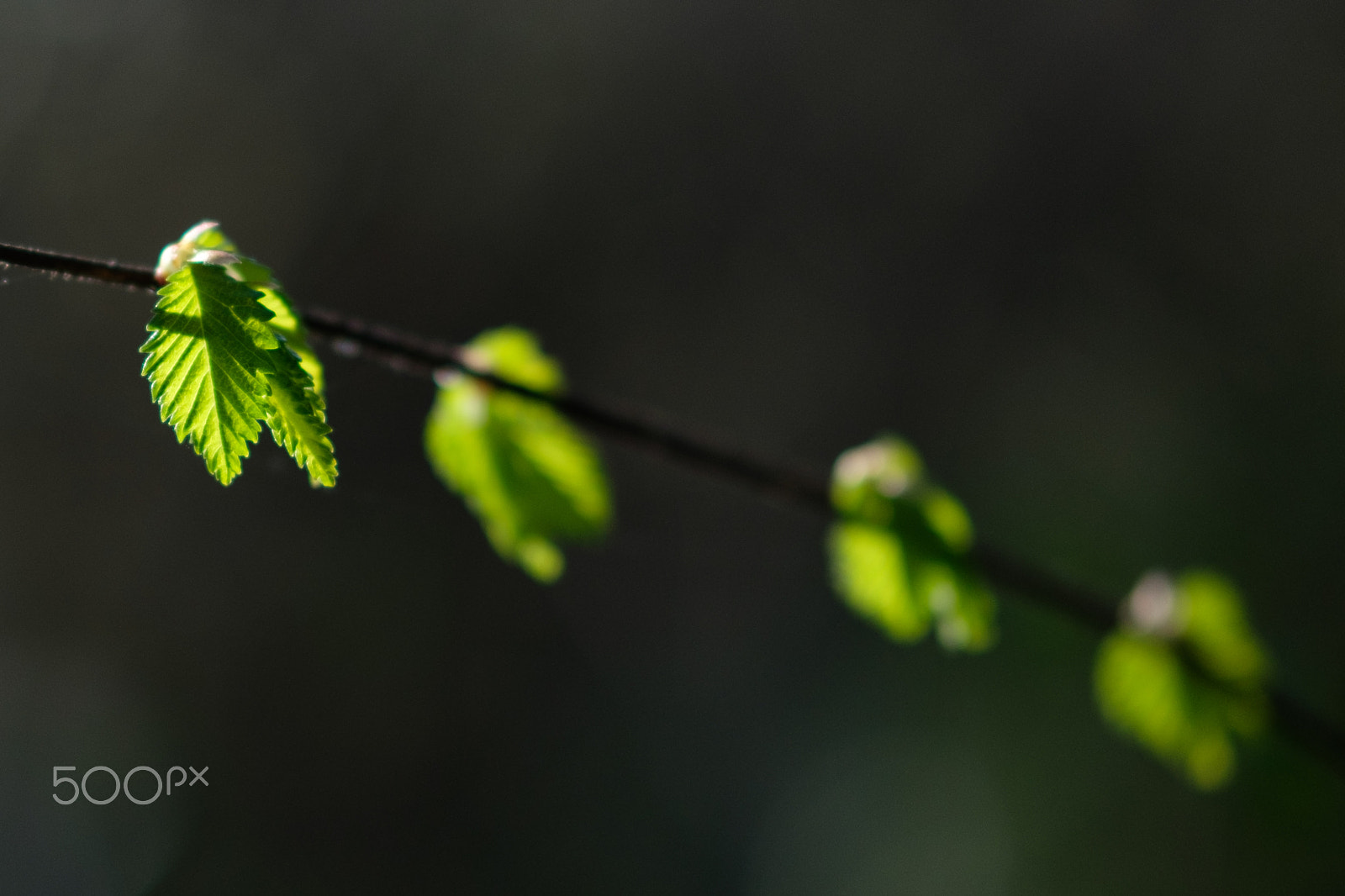Fujifilm XF 50mm F2 R WR sample photo. Blätter im frühling photography
