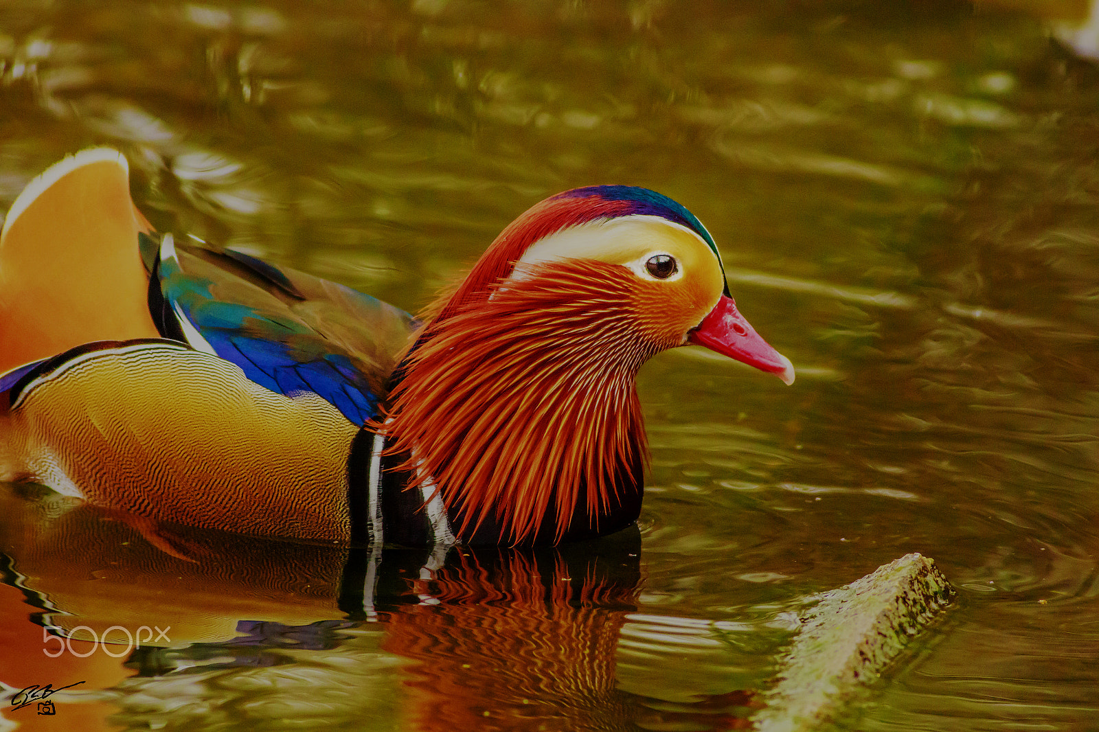 Canon EF 400mm F5.6L USM sample photo. Duck photography