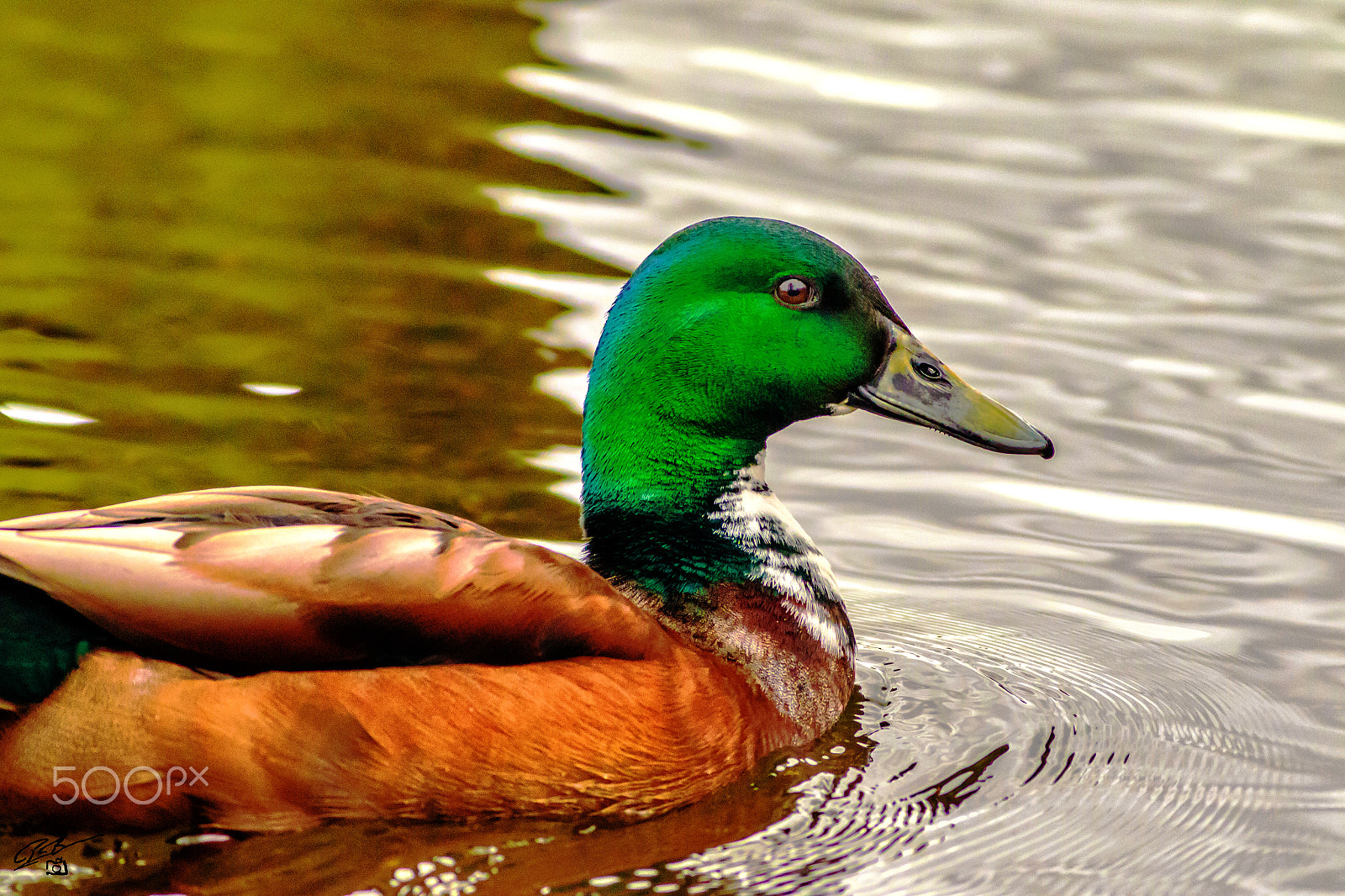 Canon EF 400mm F5.6L USM sample photo. Duck photography