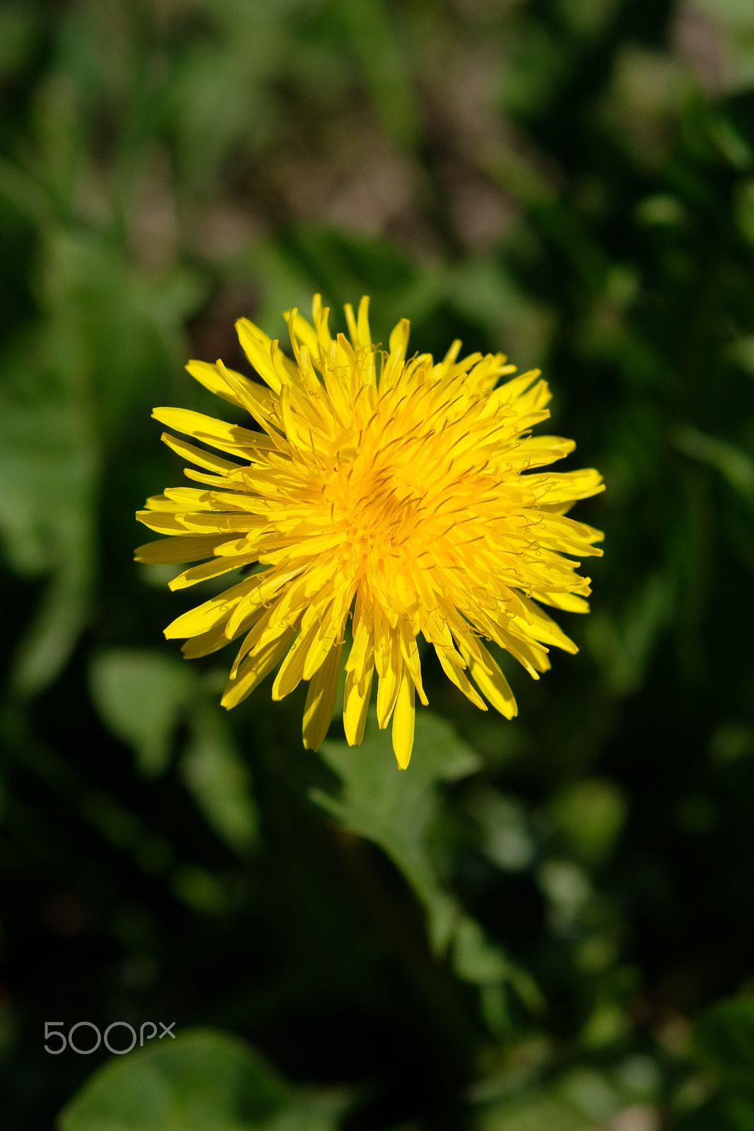 Fujifilm X-T2 sample photo. Gelbe blume im frühling photography