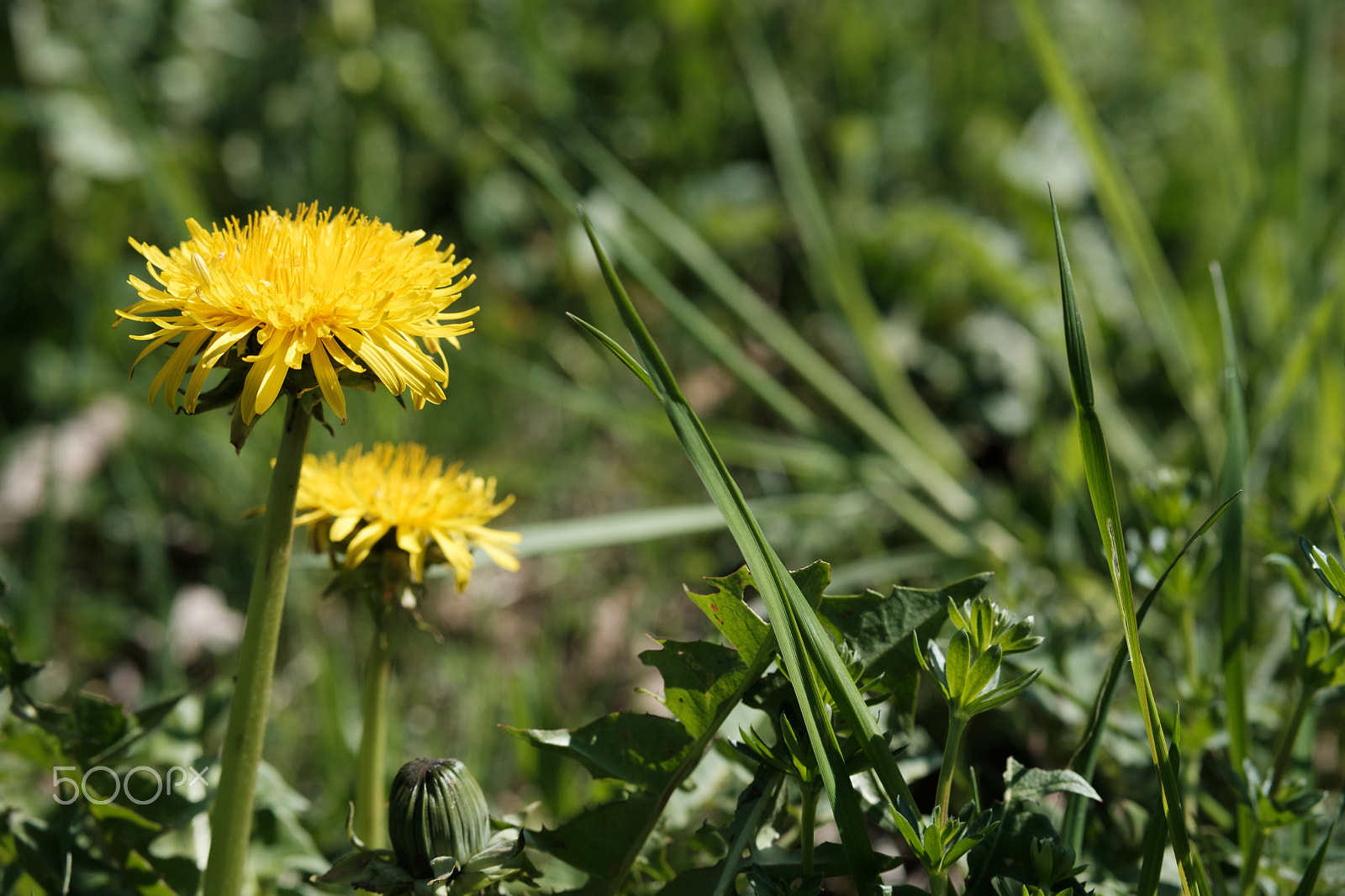 Fujifilm XF 50mm F2 R WR sample photo. Gelbe blume im frühling photography