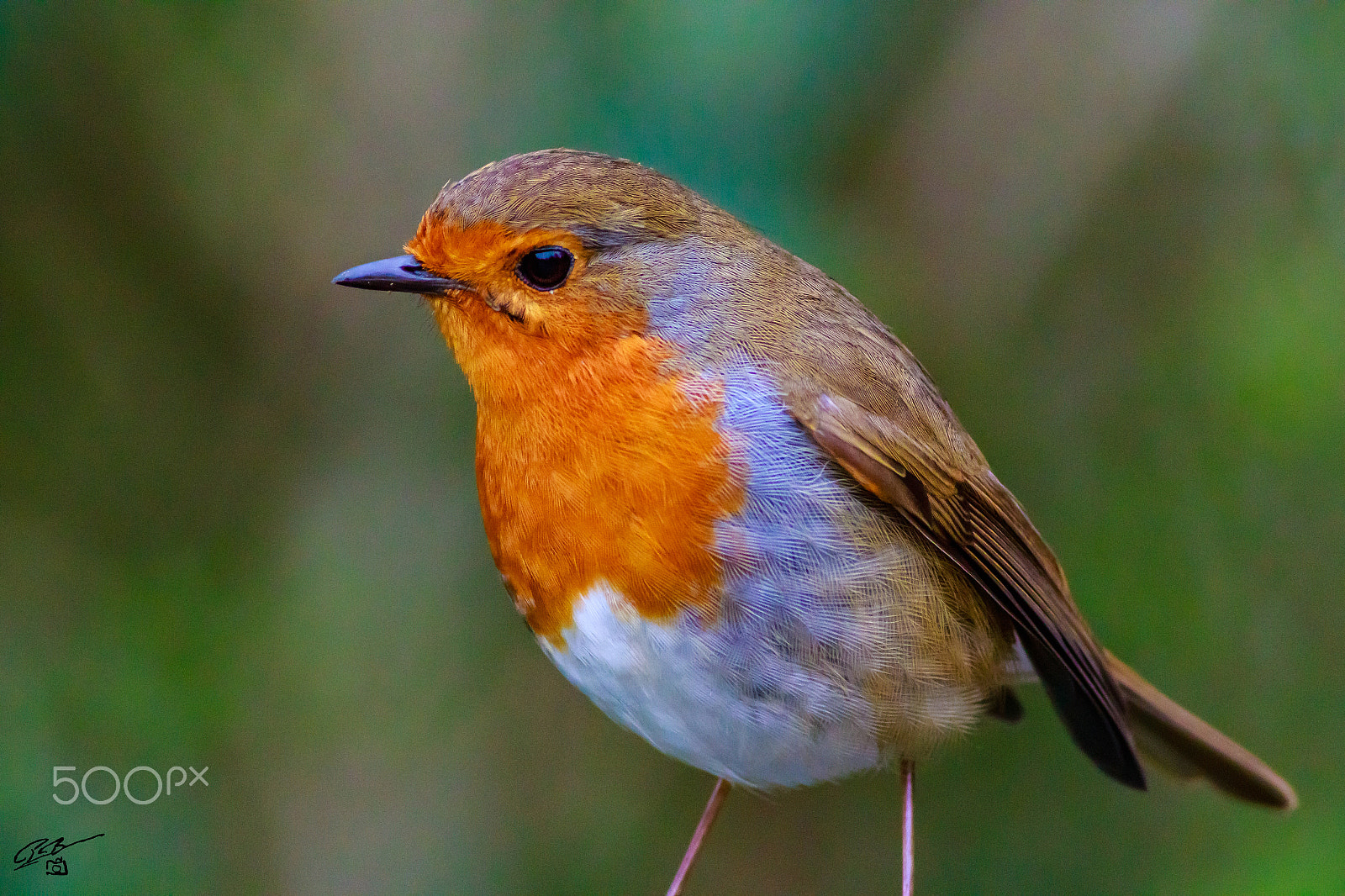 Canon EF 400mm F5.6L USM sample photo. Robin photography