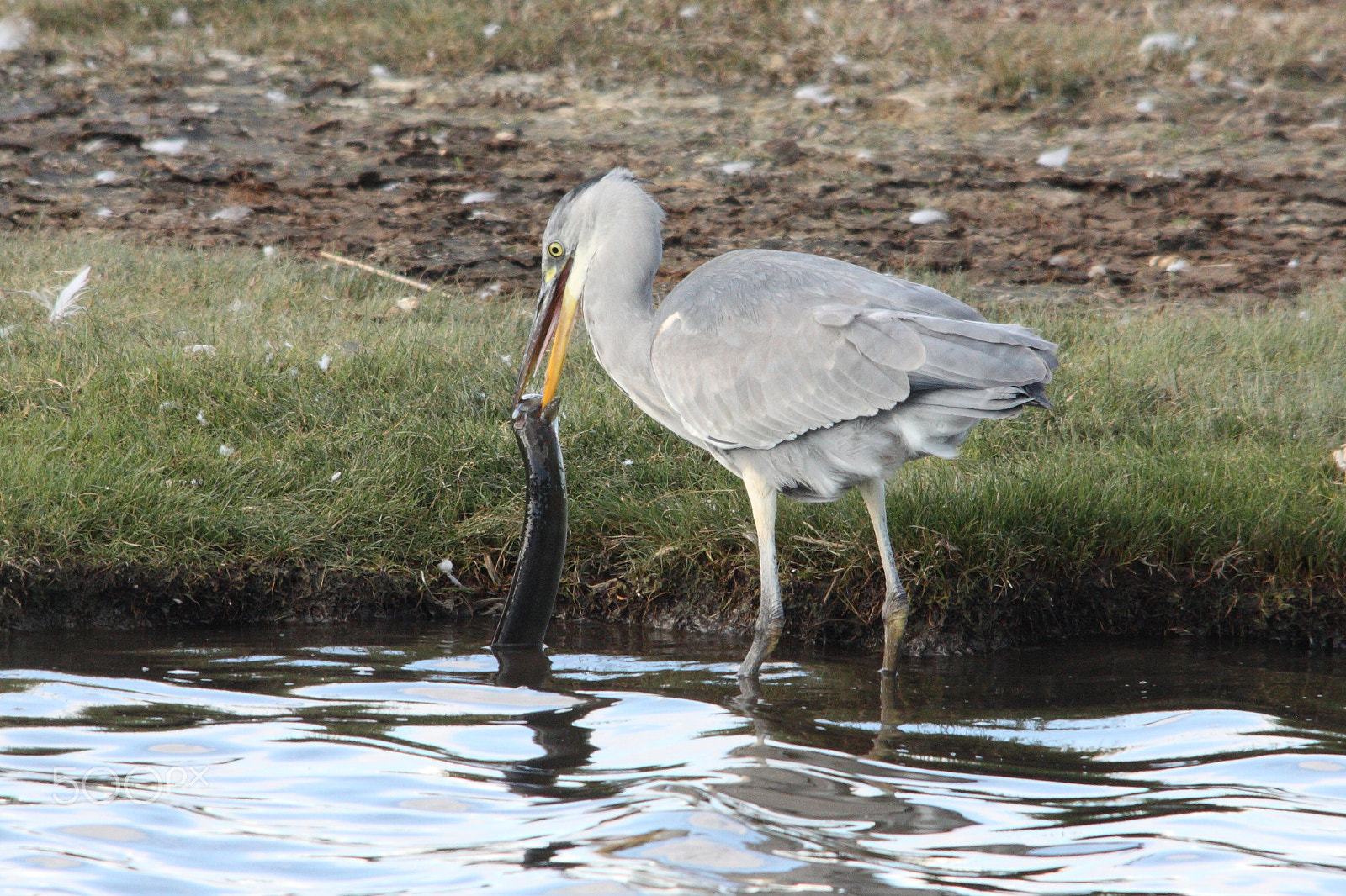 Canon EOS 450D (EOS Rebel XSi / EOS Kiss X2) sample photo. Heron eating eel photography