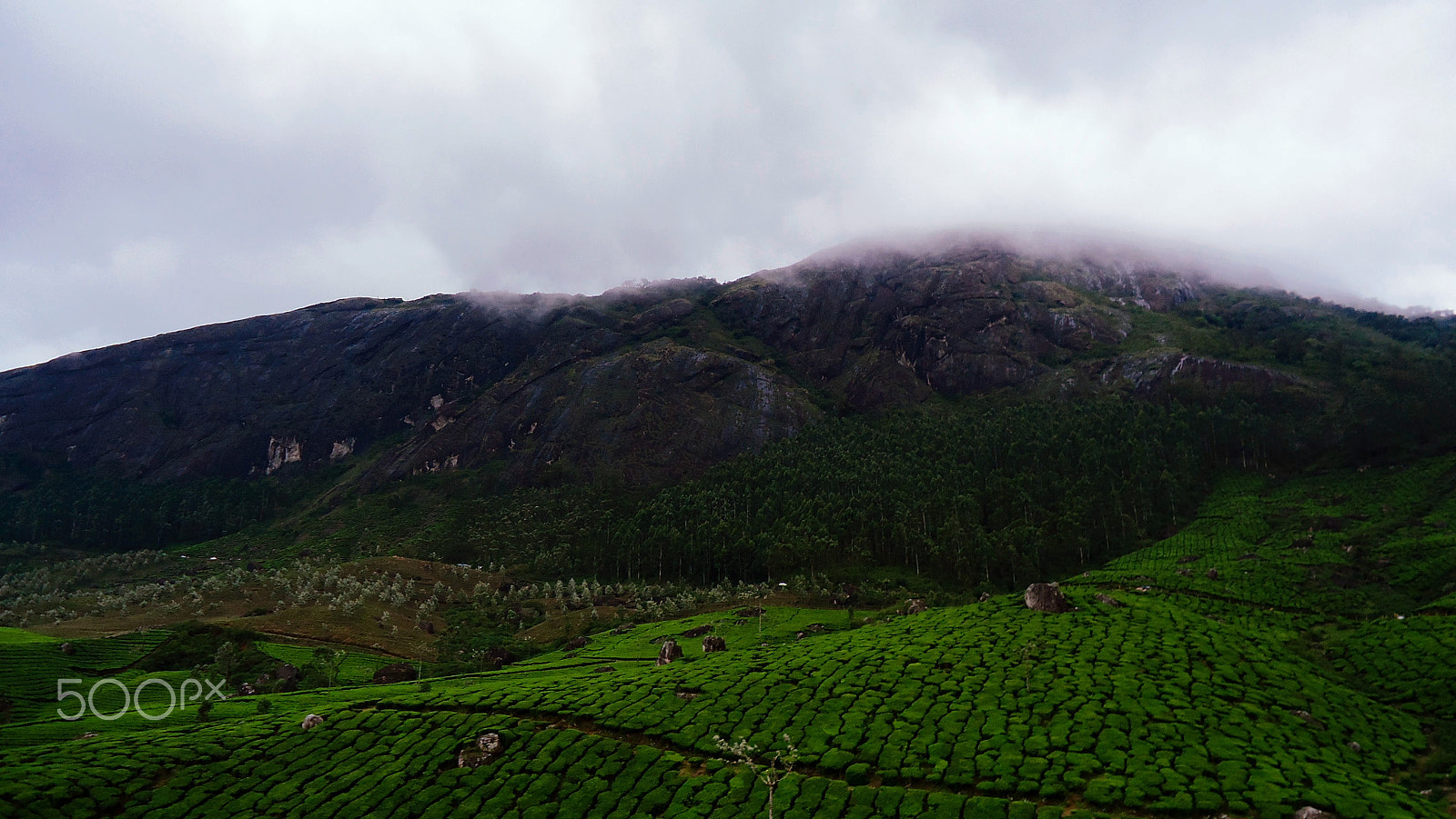 Sony Cyber-shot DSC-W530 sample photo. Tea plantation, munnar photography