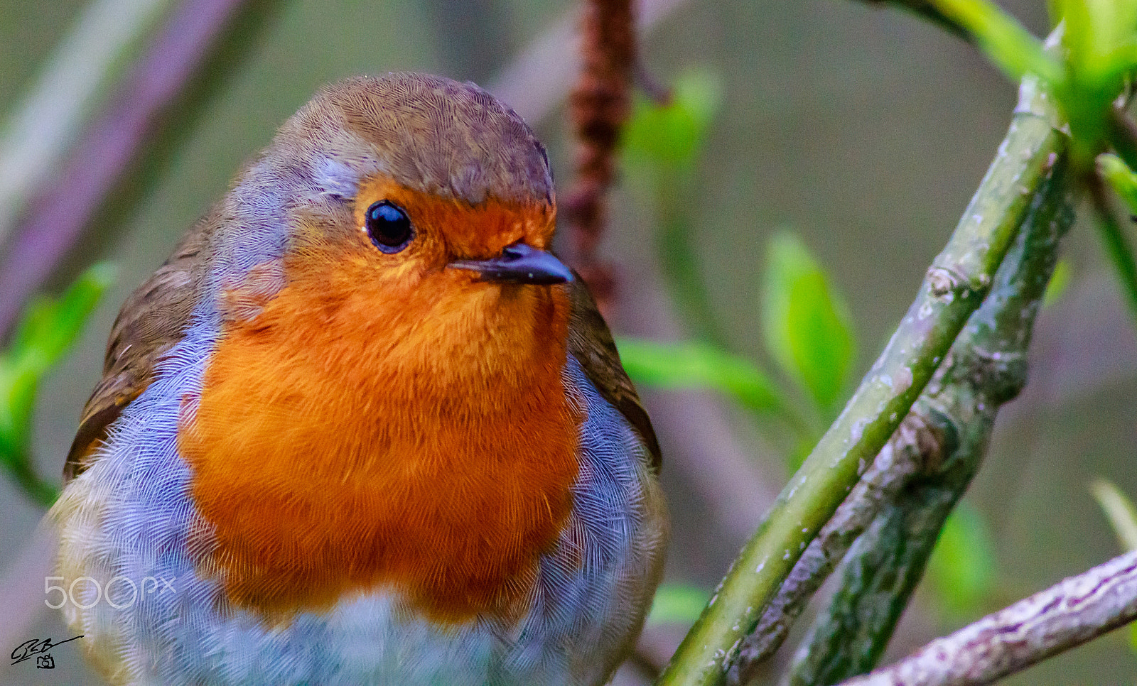 Canon EF 400mm F5.6L USM sample photo. Robin photography