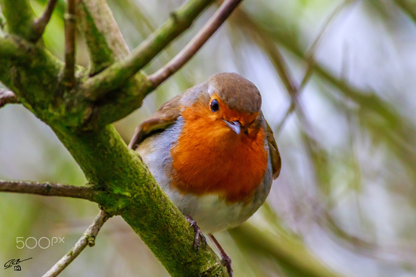 Canon EOS 7D Mark II + Canon EF 400mm F5.6L USM sample photo. Robin photography