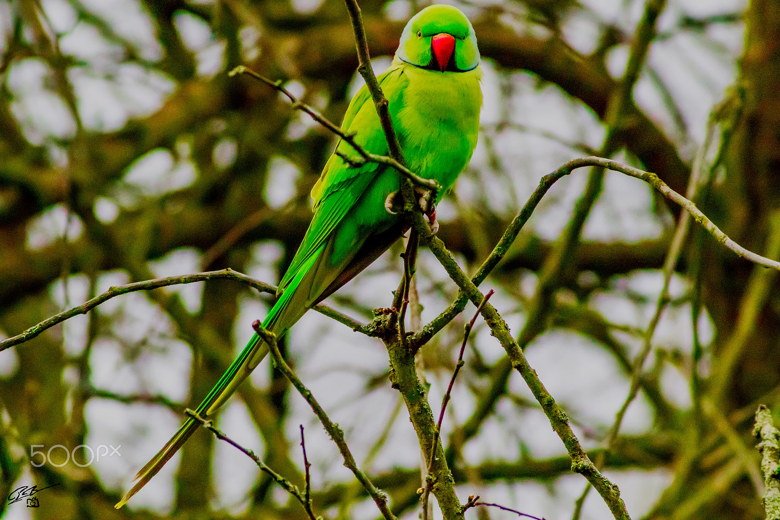 Canon EOS 7D Mark II + Canon EF 400mm F5.6L USM sample photo. Parakeet photography