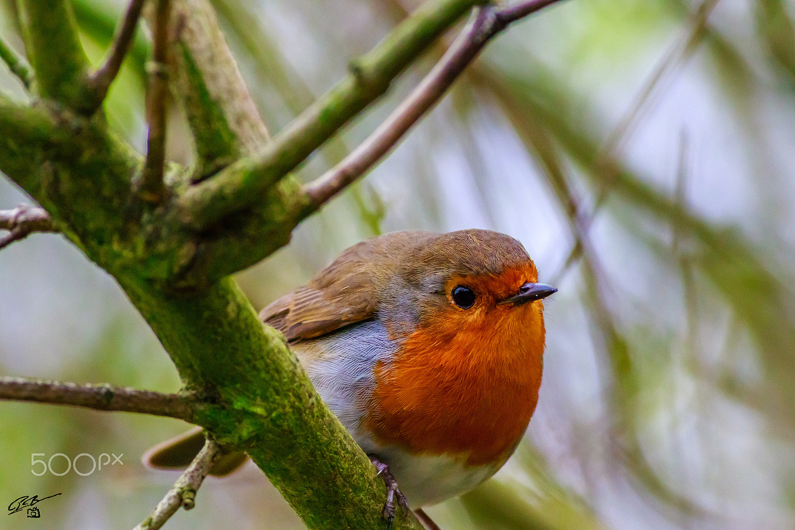 Canon EOS 7D Mark II + Canon EF 400mm F5.6L USM sample photo. Robin photography