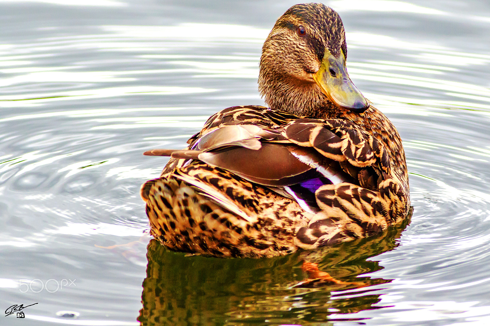Canon EF 400mm F5.6L USM sample photo. Duck photography