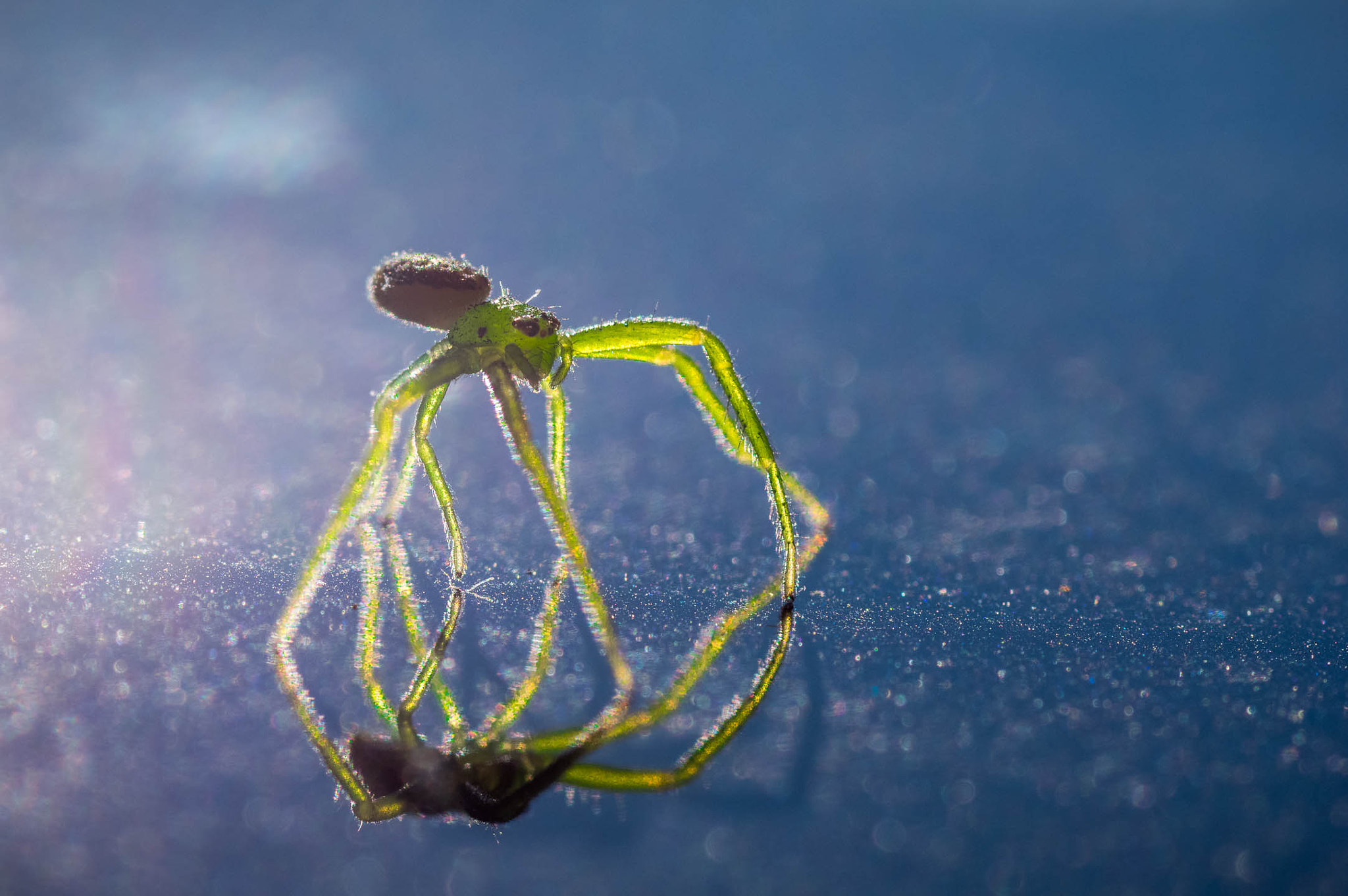 Pentax K-3 II + Tamron SP AF 90mm F2.8 Di Macro sample photo. Green spider photography