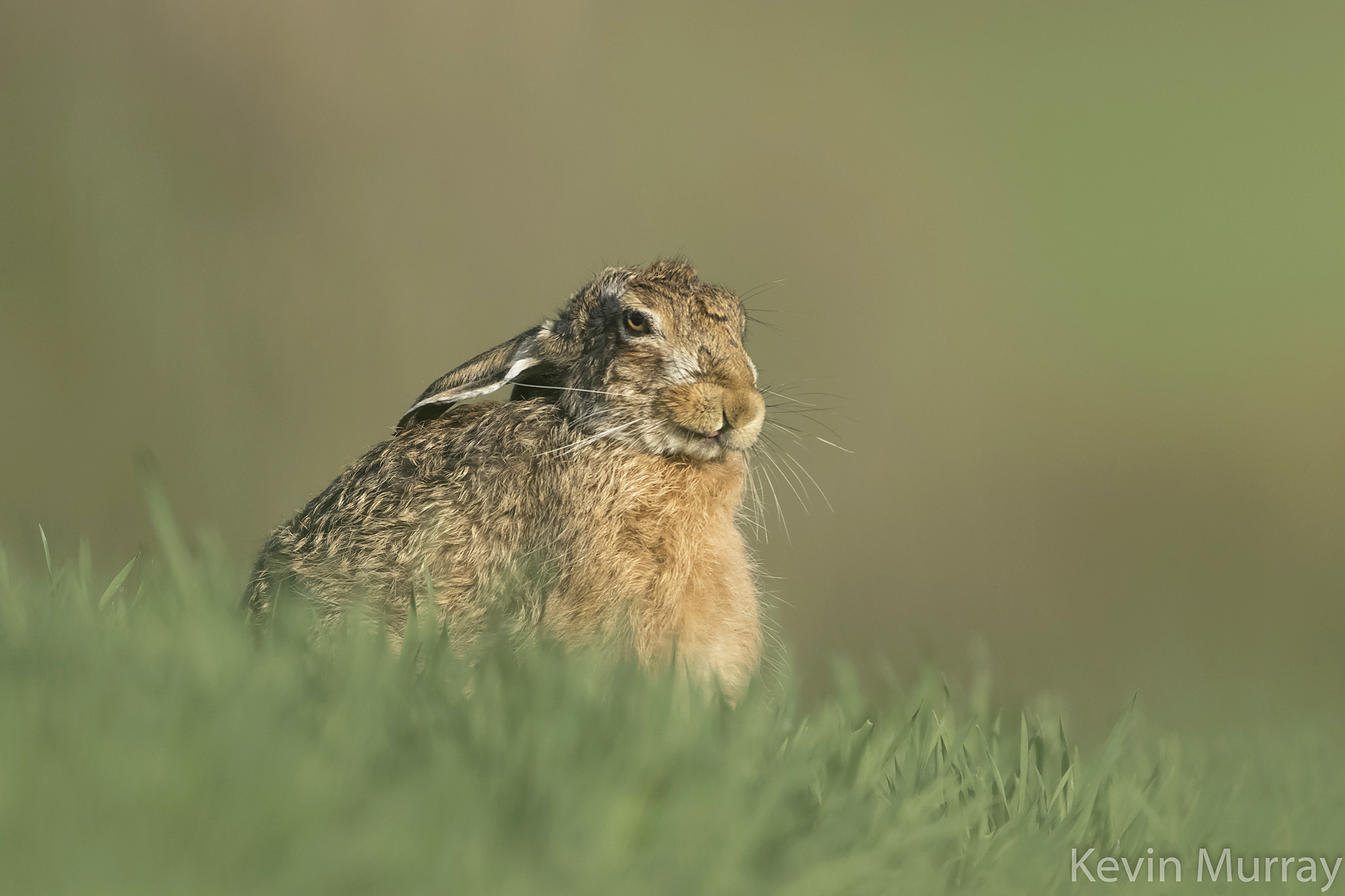 Canon EOS 7D Mark II + Canon EF 300mm F2.8L IS USM sample photo. Brown hare photography