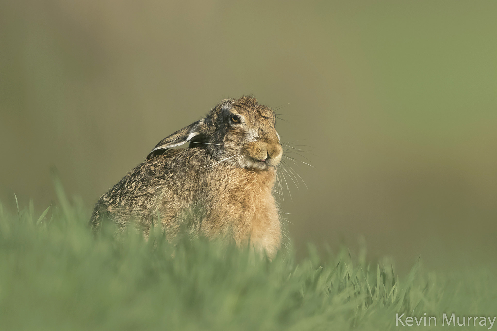 Canon EOS 7D Mark II sample photo. Brown hare photography