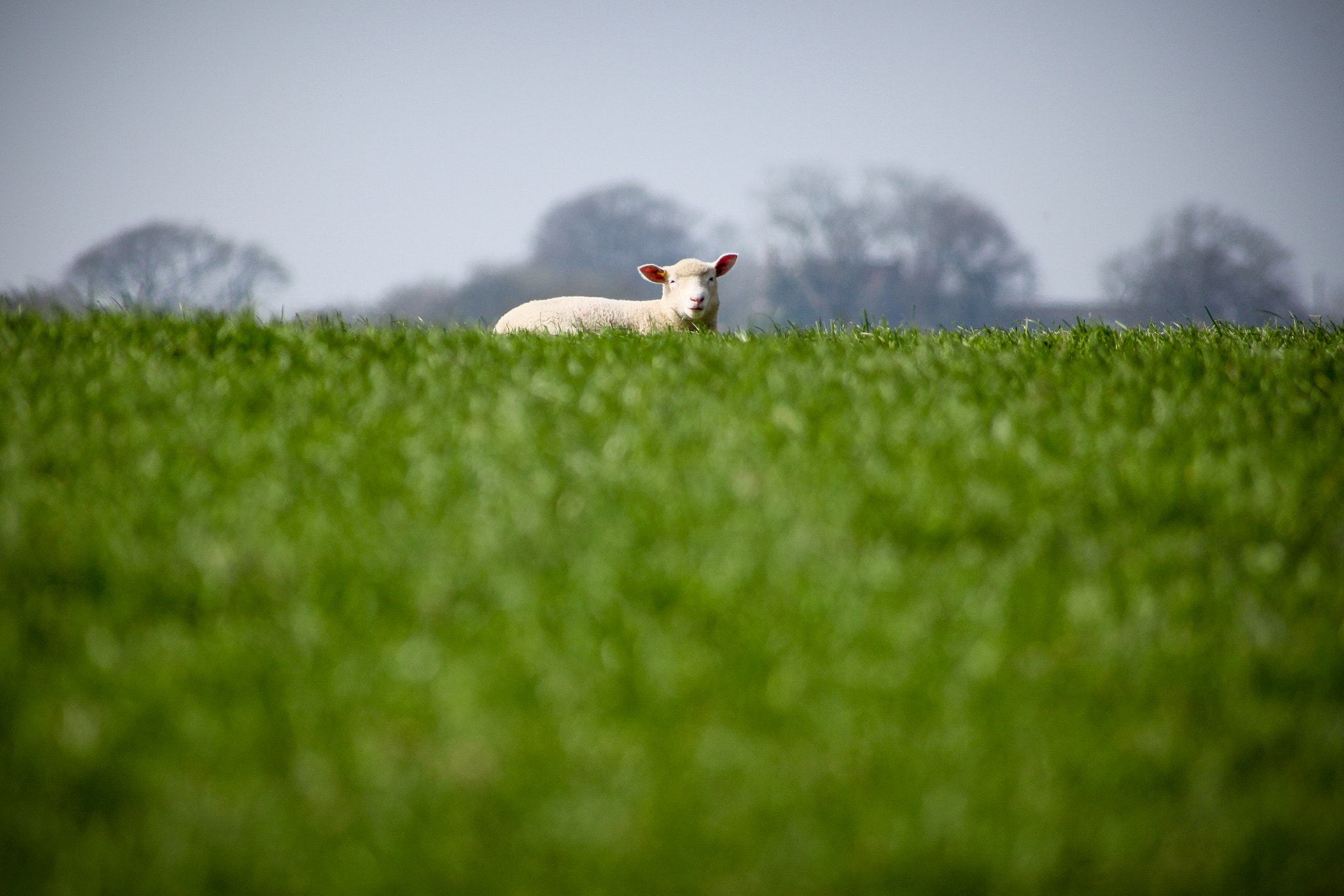 Canon EOS 5D Mark II + Sigma 50-200mm F4-5.6 DC OS HSM sample photo. Lamb on the hill photography