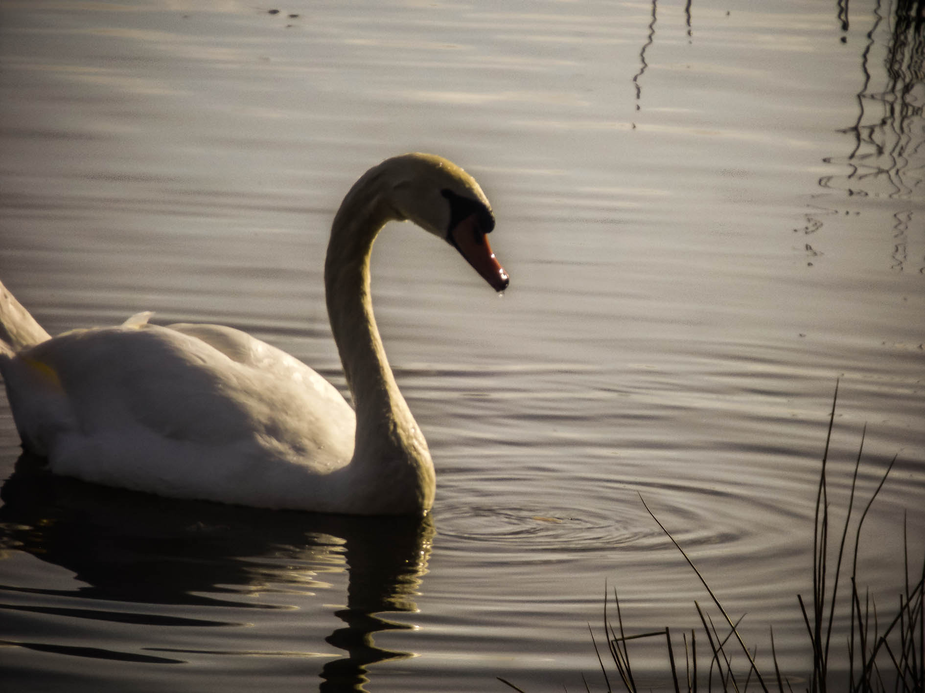 Fujifilm FinePix S4600 sample photo. Cygne photography