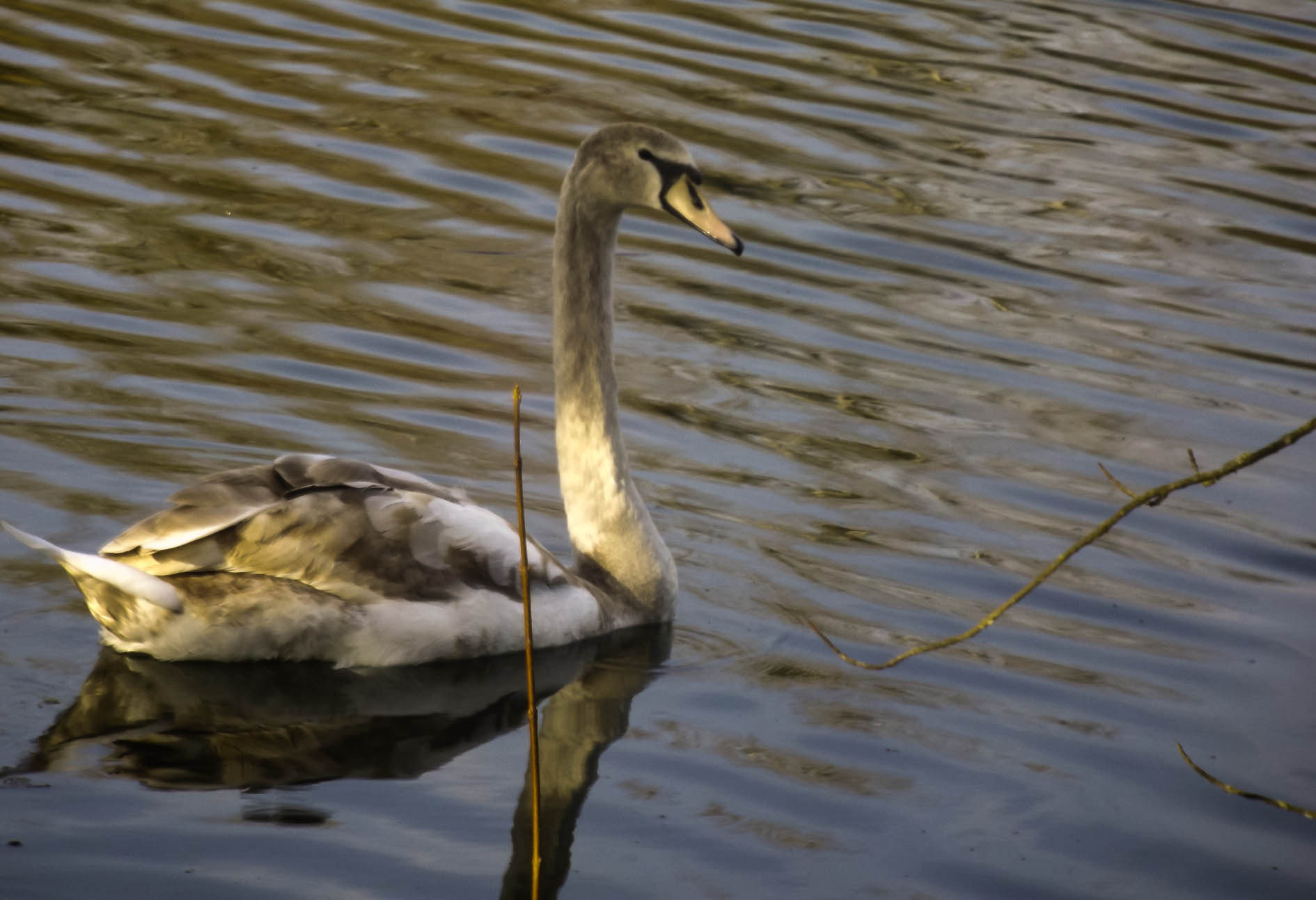Fujifilm FinePix S4600 sample photo. Jeune cygne photography