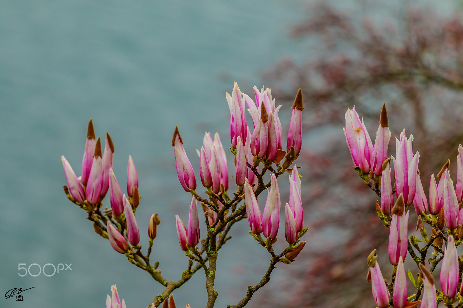 Canon EF 70-200mm F4L IS USM sample photo. Flower photography