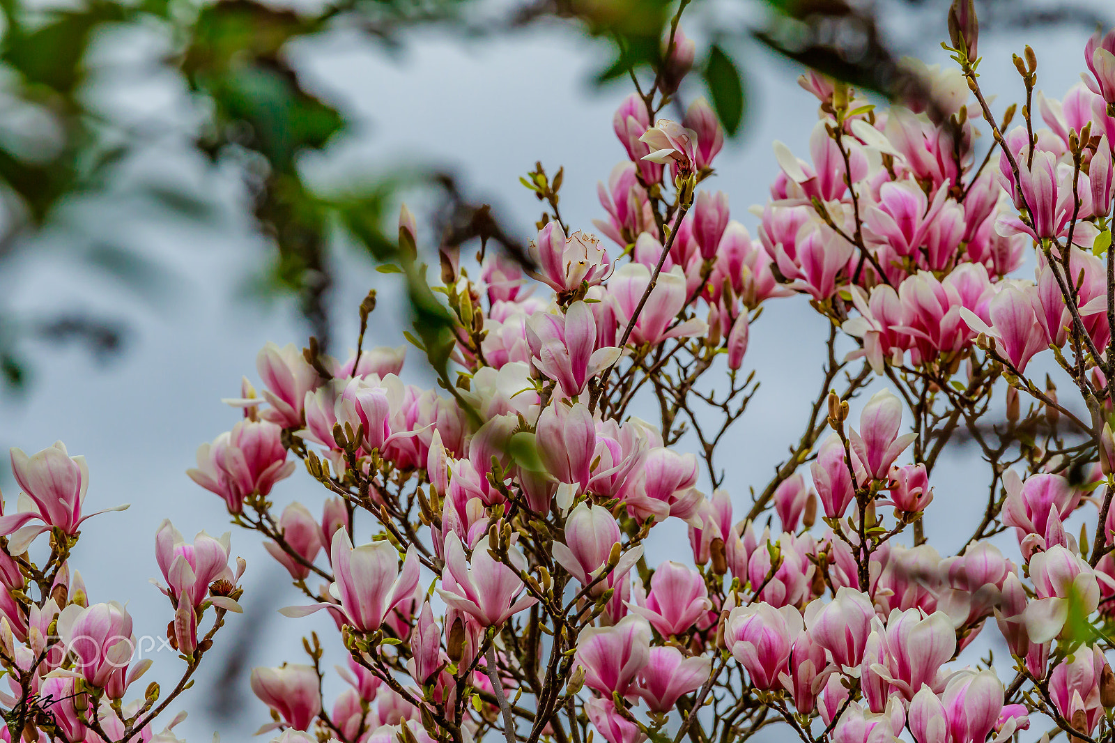 Canon EF 70-200mm F4L IS USM sample photo. Flower photography