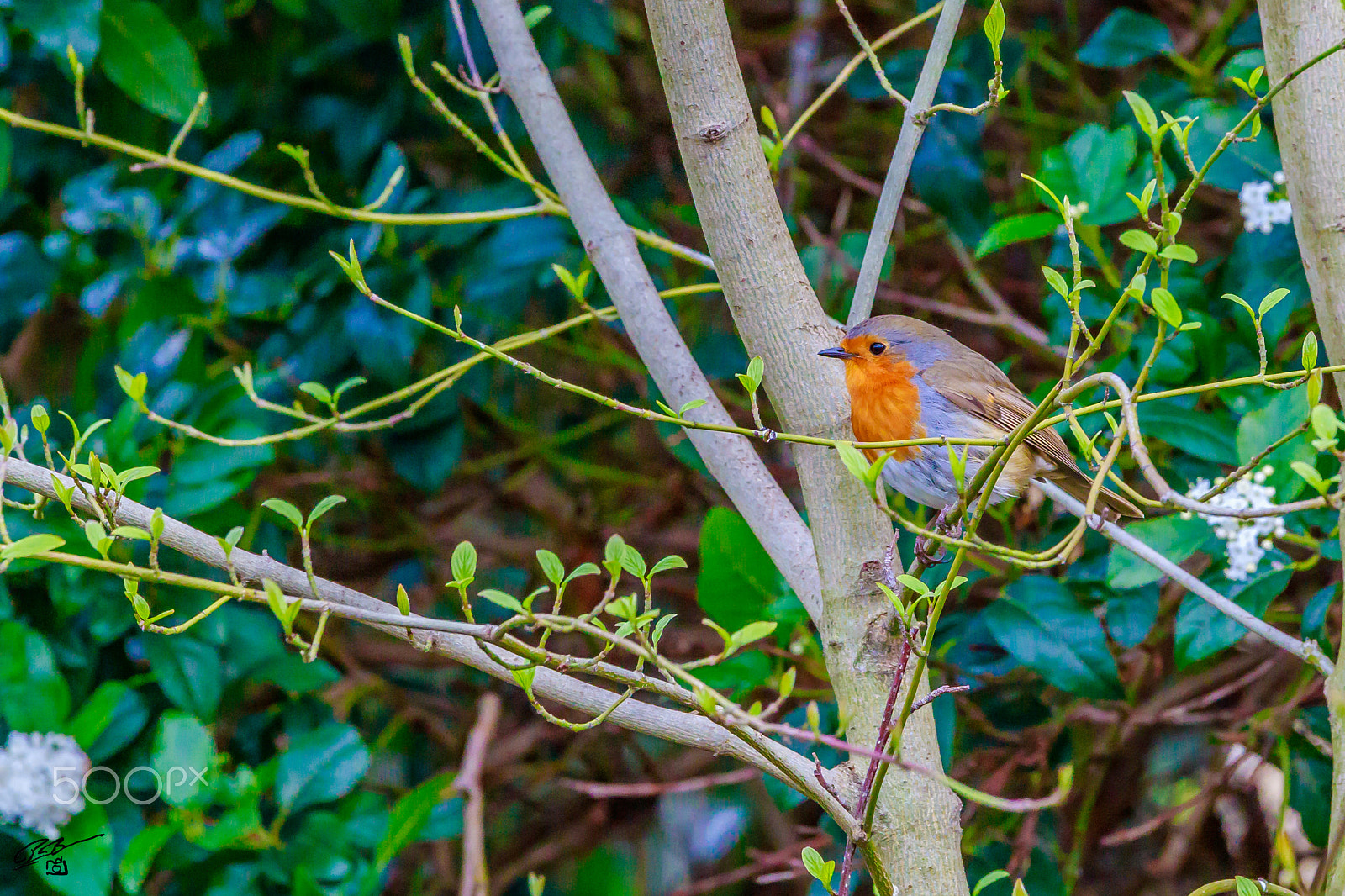 Canon EF 70-200mm F4L IS USM sample photo. Robin photography