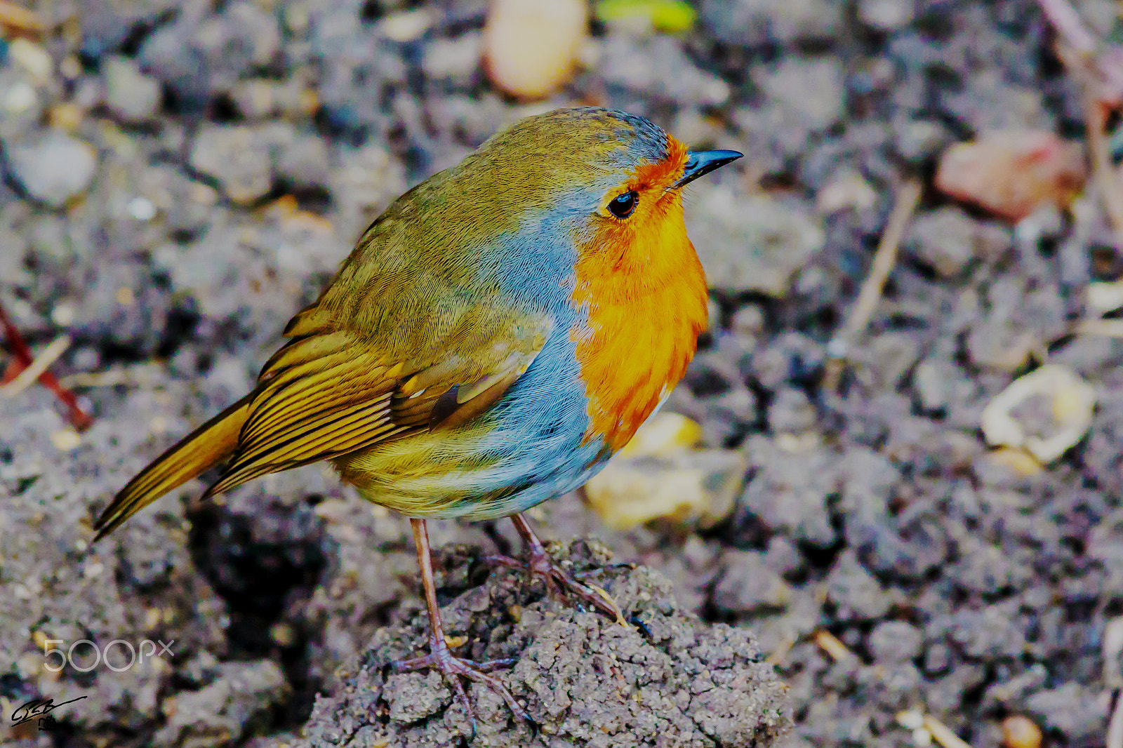 Canon EF 70-200mm F4L IS USM sample photo. Robin photography