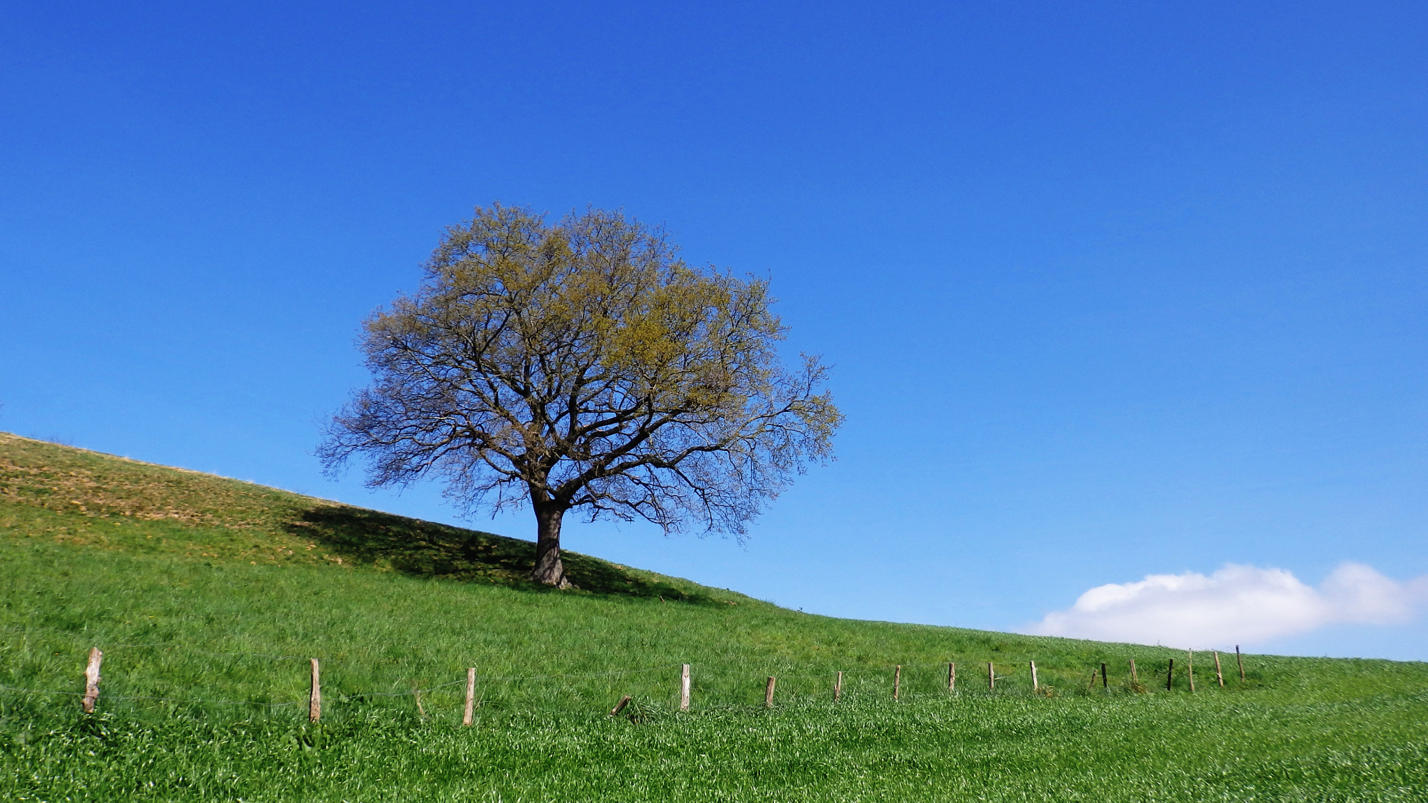 Olympus SZ-17 sample photo. Arbol solitario photography