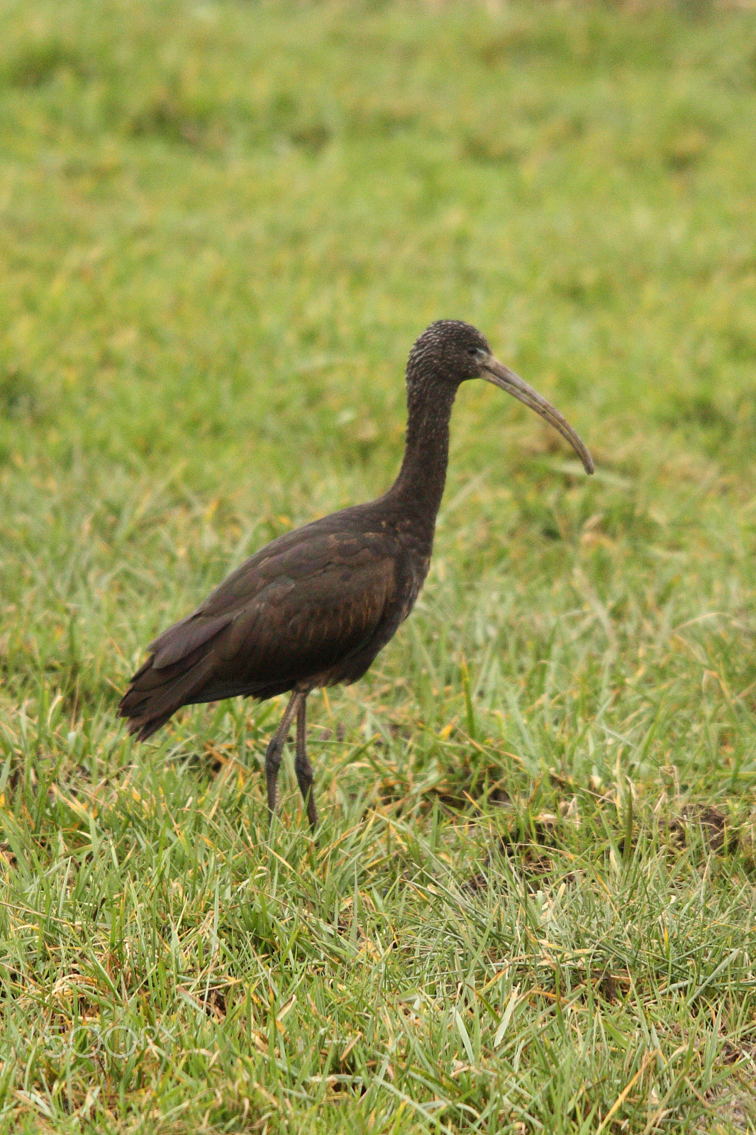 Canon EOS 450D (EOS Rebel XSi / EOS Kiss X2) sample photo. Melanistic curlew photography